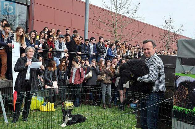 L'arrivée des moutons, un événement qui rassemble.
