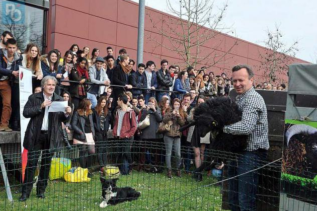 L'arrivée des moutons, un événement qui rassemble. 