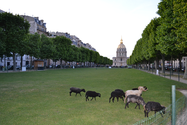 Installation de moutons devant les Invalides à Paris. 