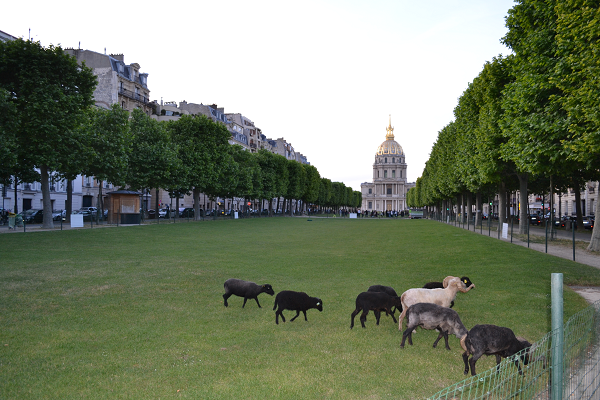 Installation de moutons devant les Invalides à Paris.