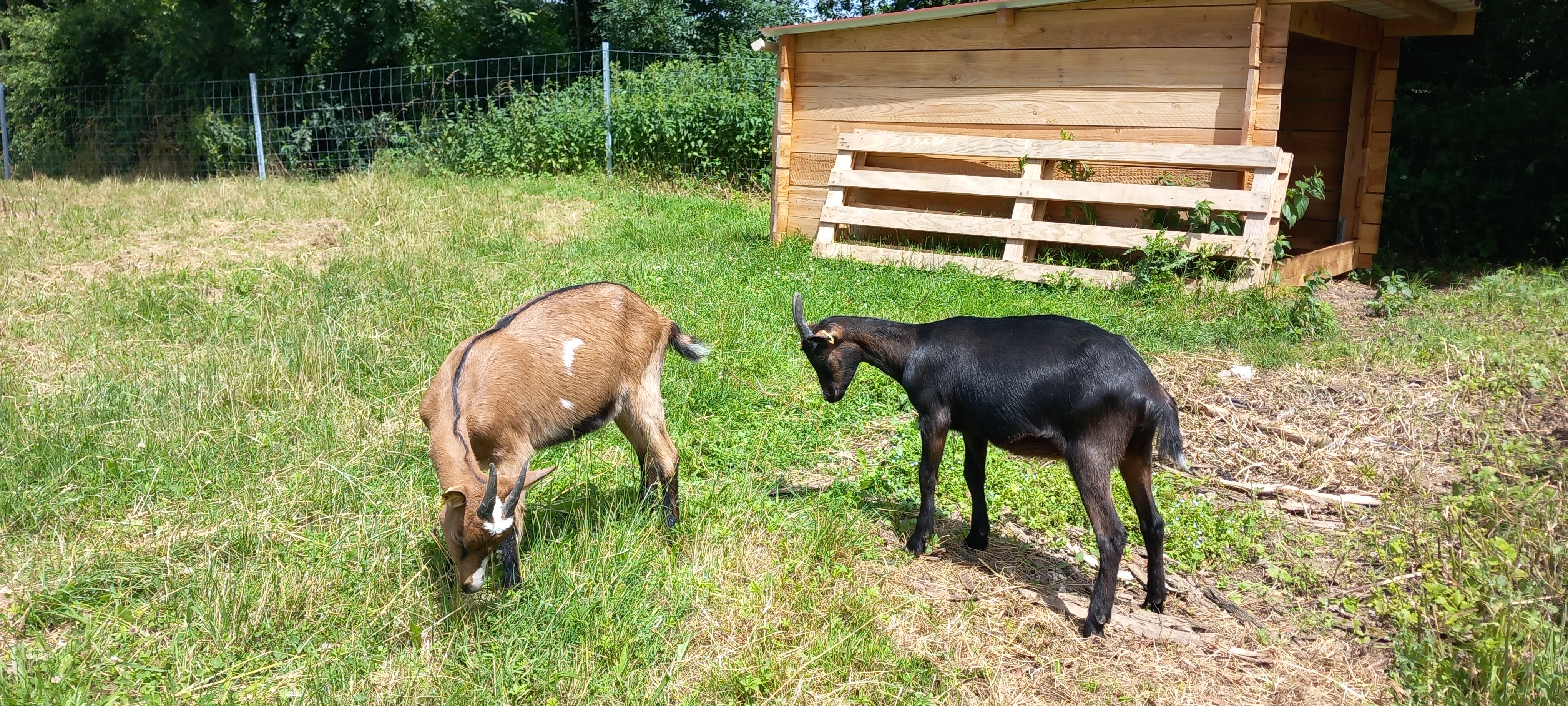 ecopaturage Montacher-Villegardin