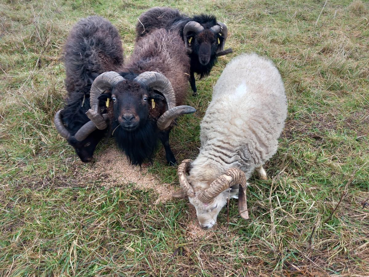 ecopaturage normandie