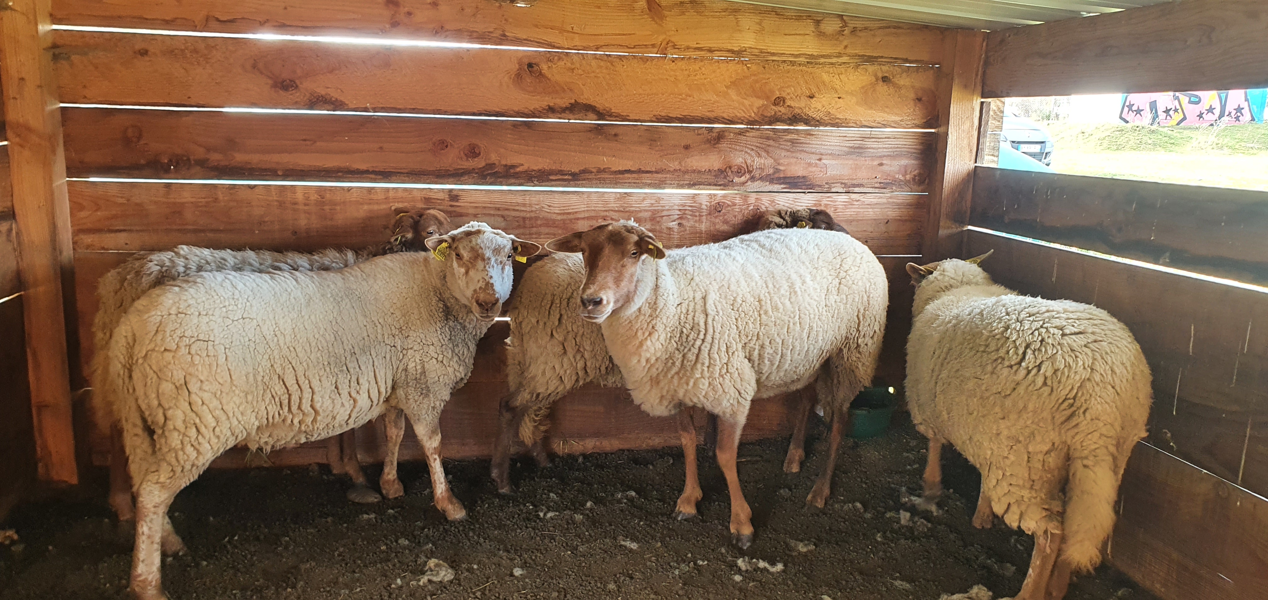 moutons