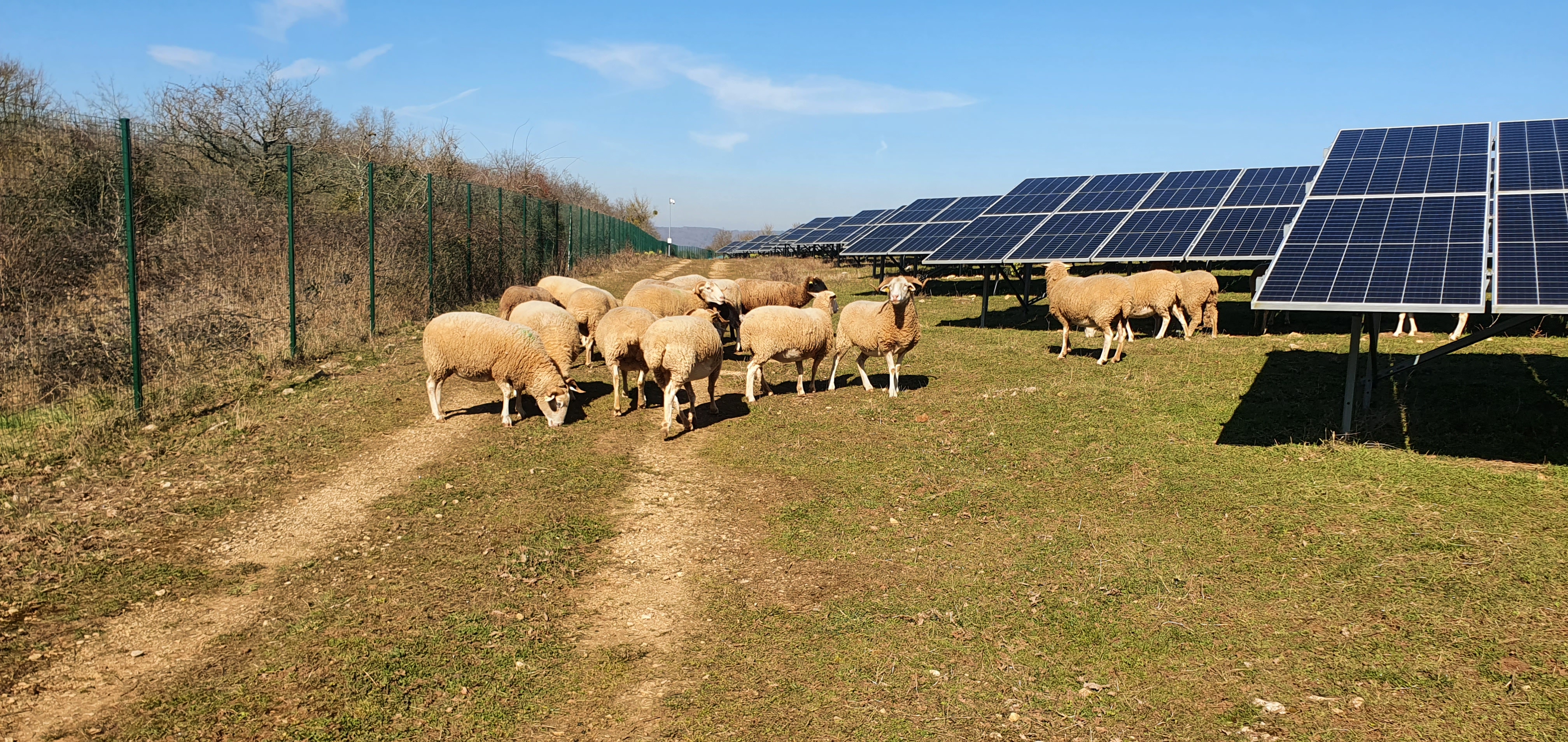 ecopaturage bourgogne