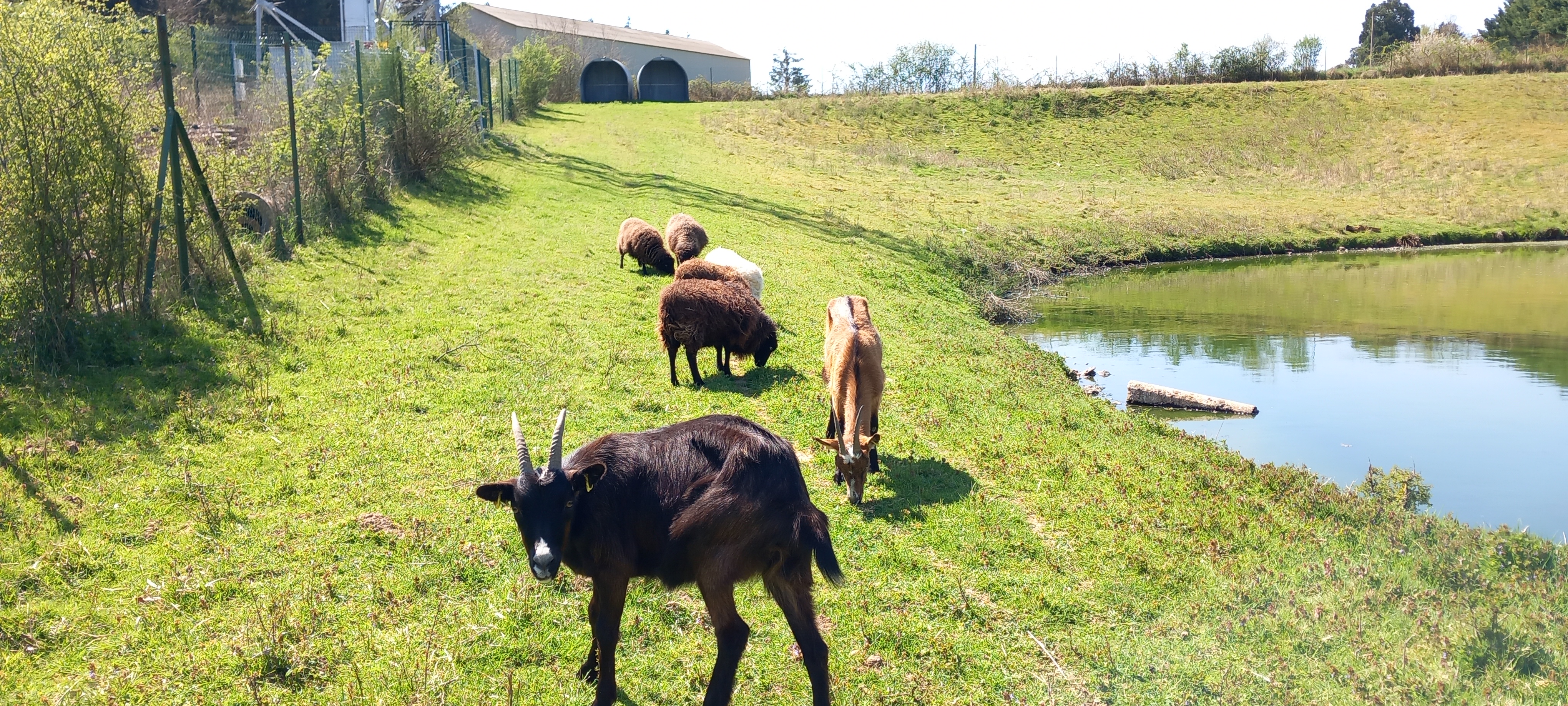 ecopaturage bourgogne