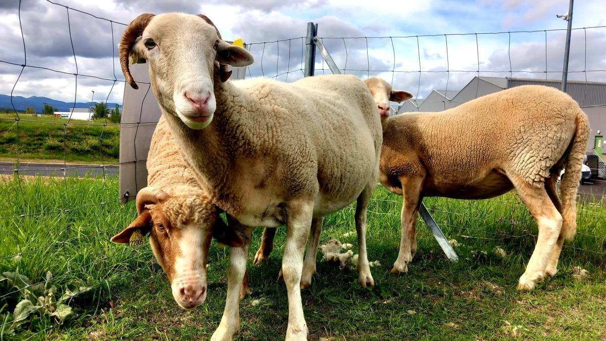 ecopaturage au fil des saisons entretien paysager écologique france