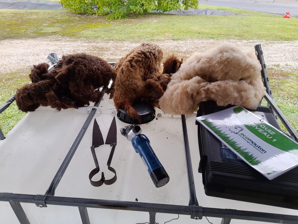 animation ecopaturage