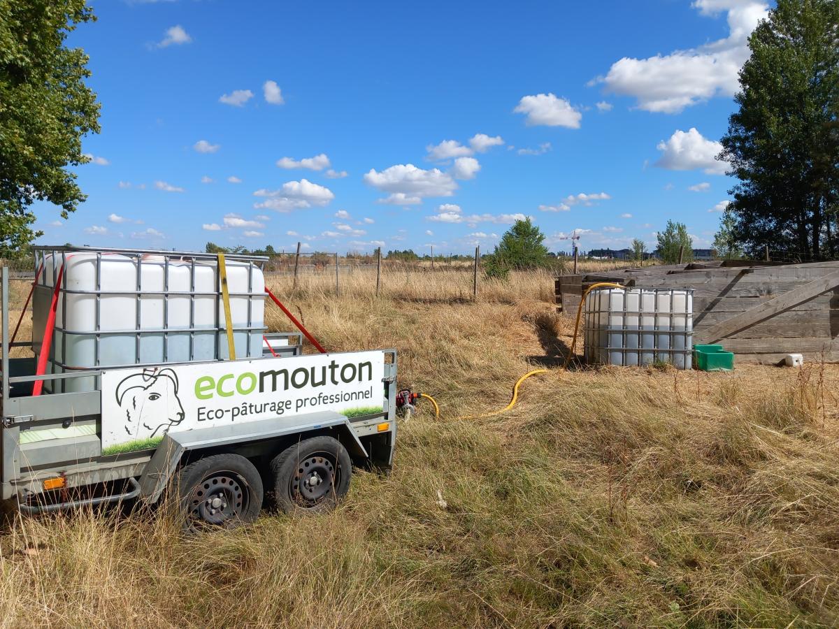 ecopaturage canicule