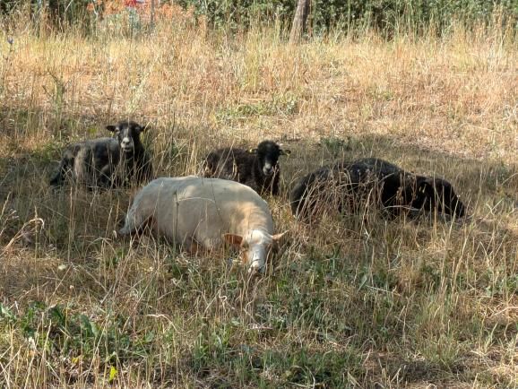 moutons ecopaturage aix