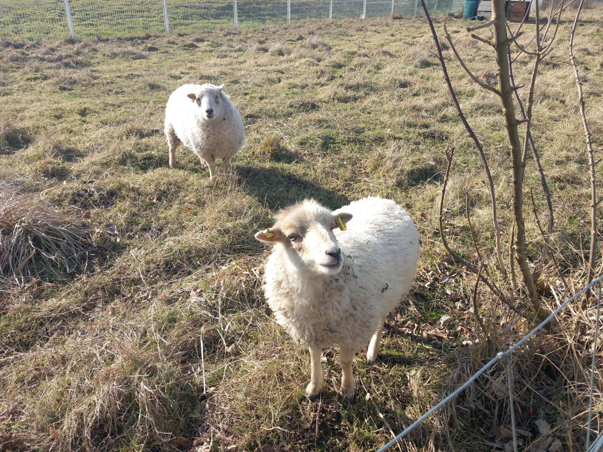 ecopaturage abbeville