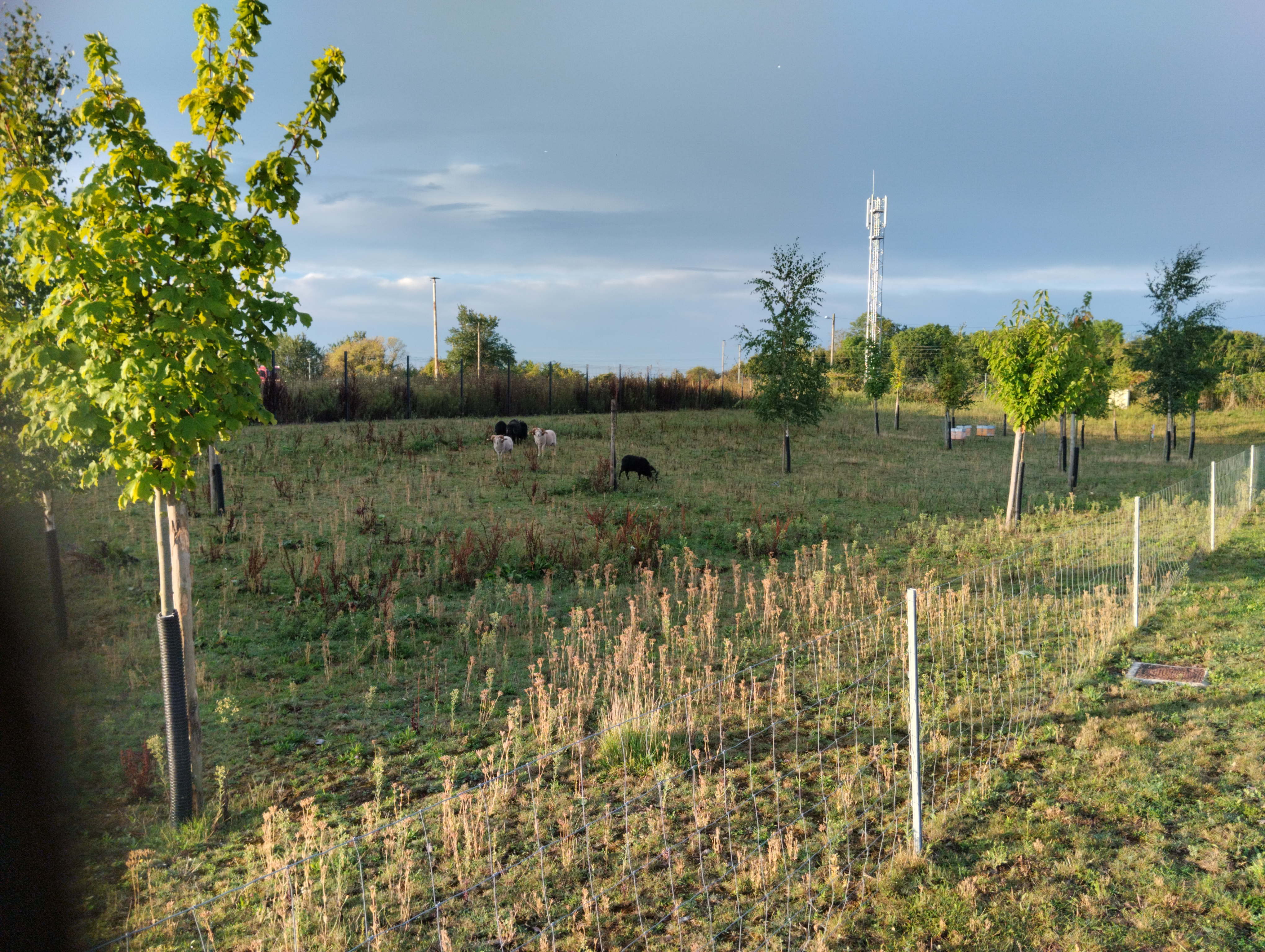 ecopaturage normandie
