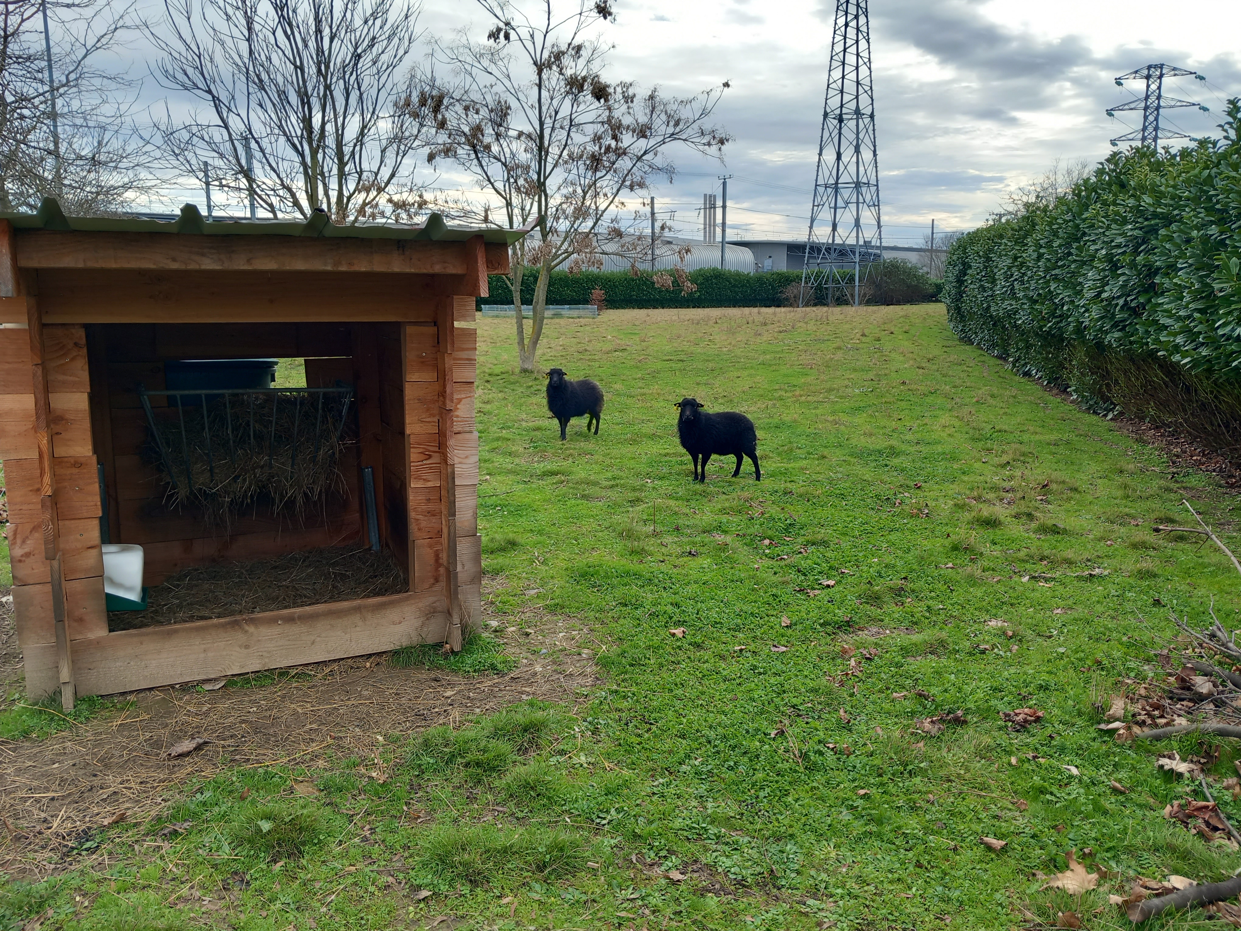 amazon ecopaturage rse moutons toulouse