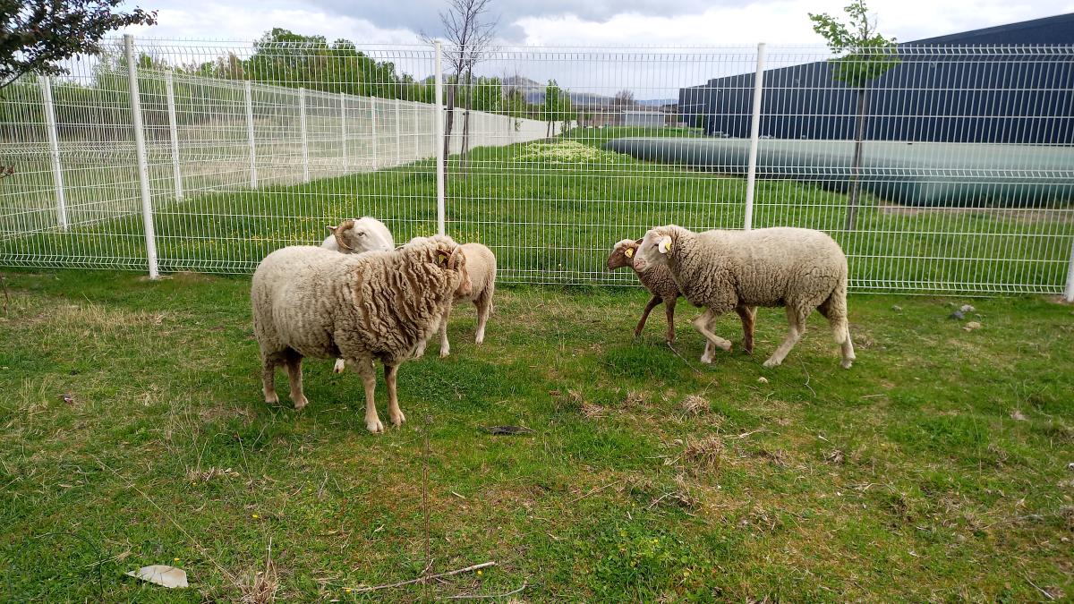ecopaturage auchan logistique RSE