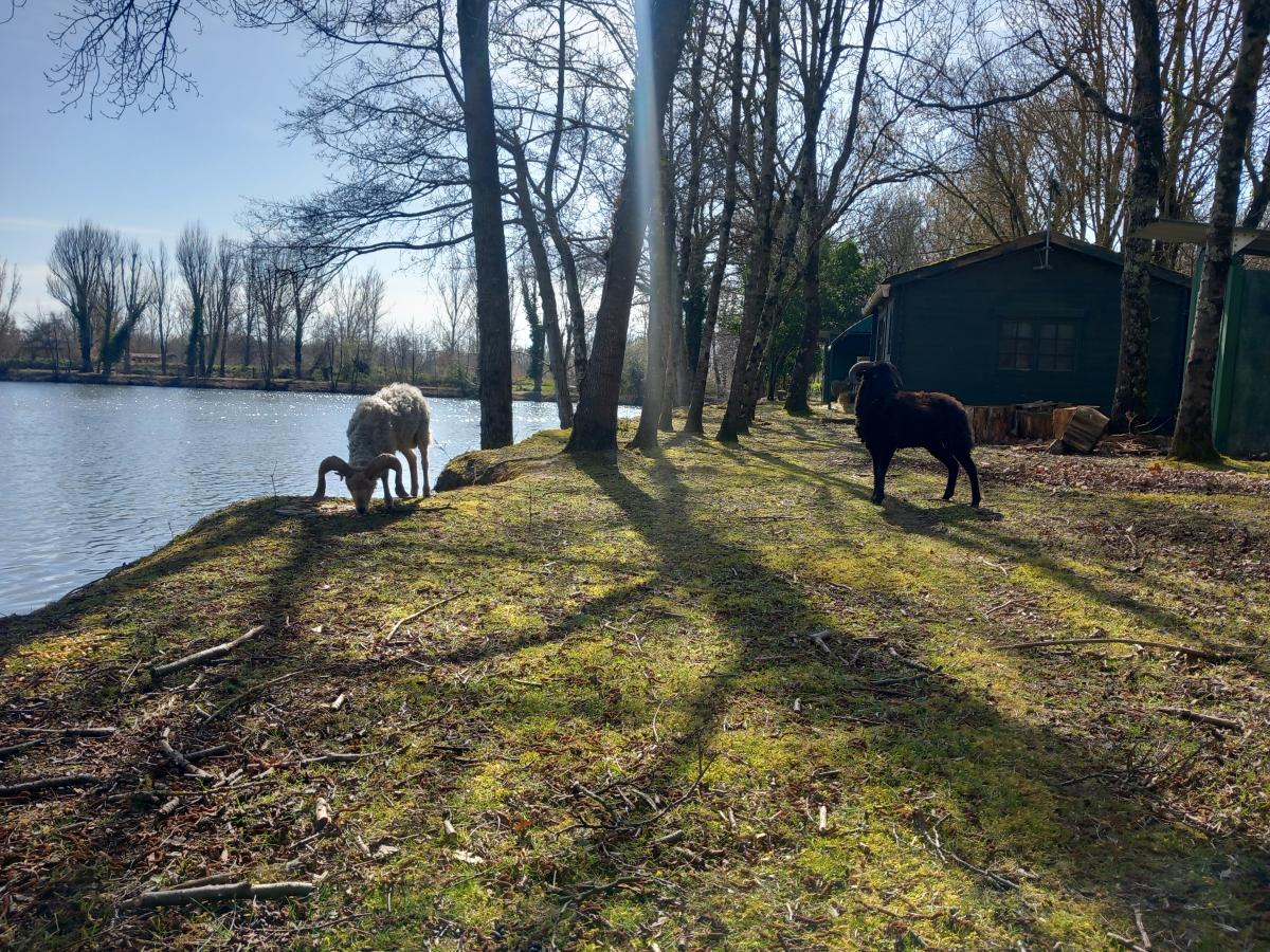 ecopaturage haute garonne