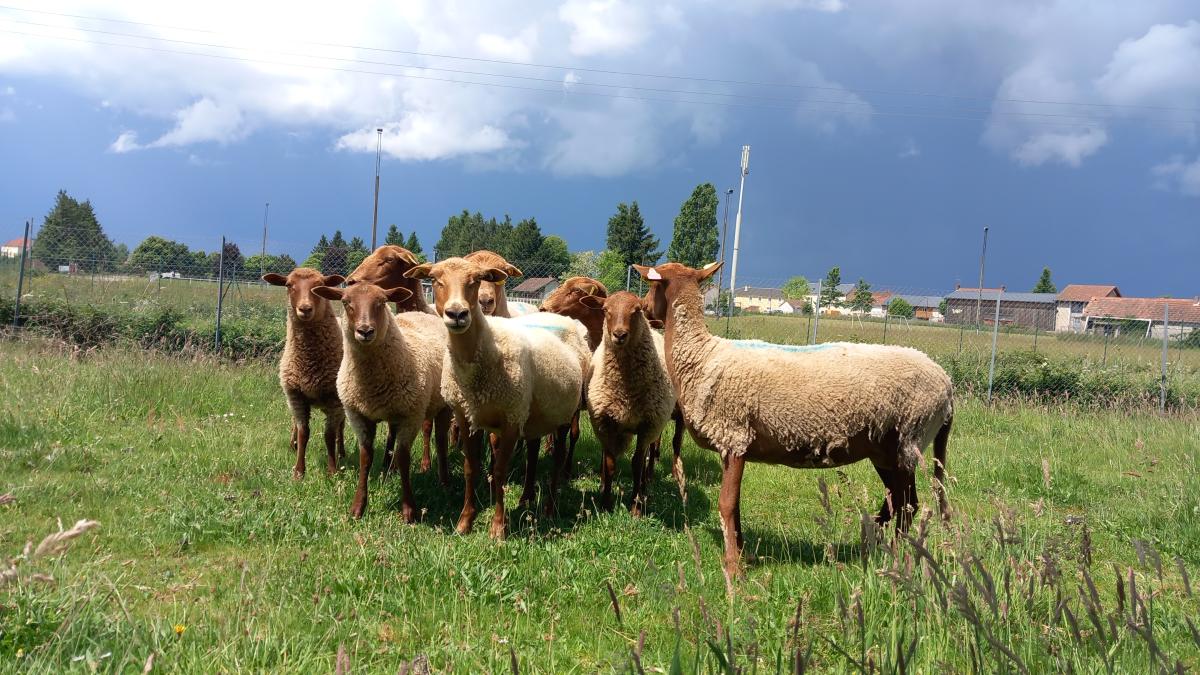 moutons solognots en ecopaturage dans l'Allier