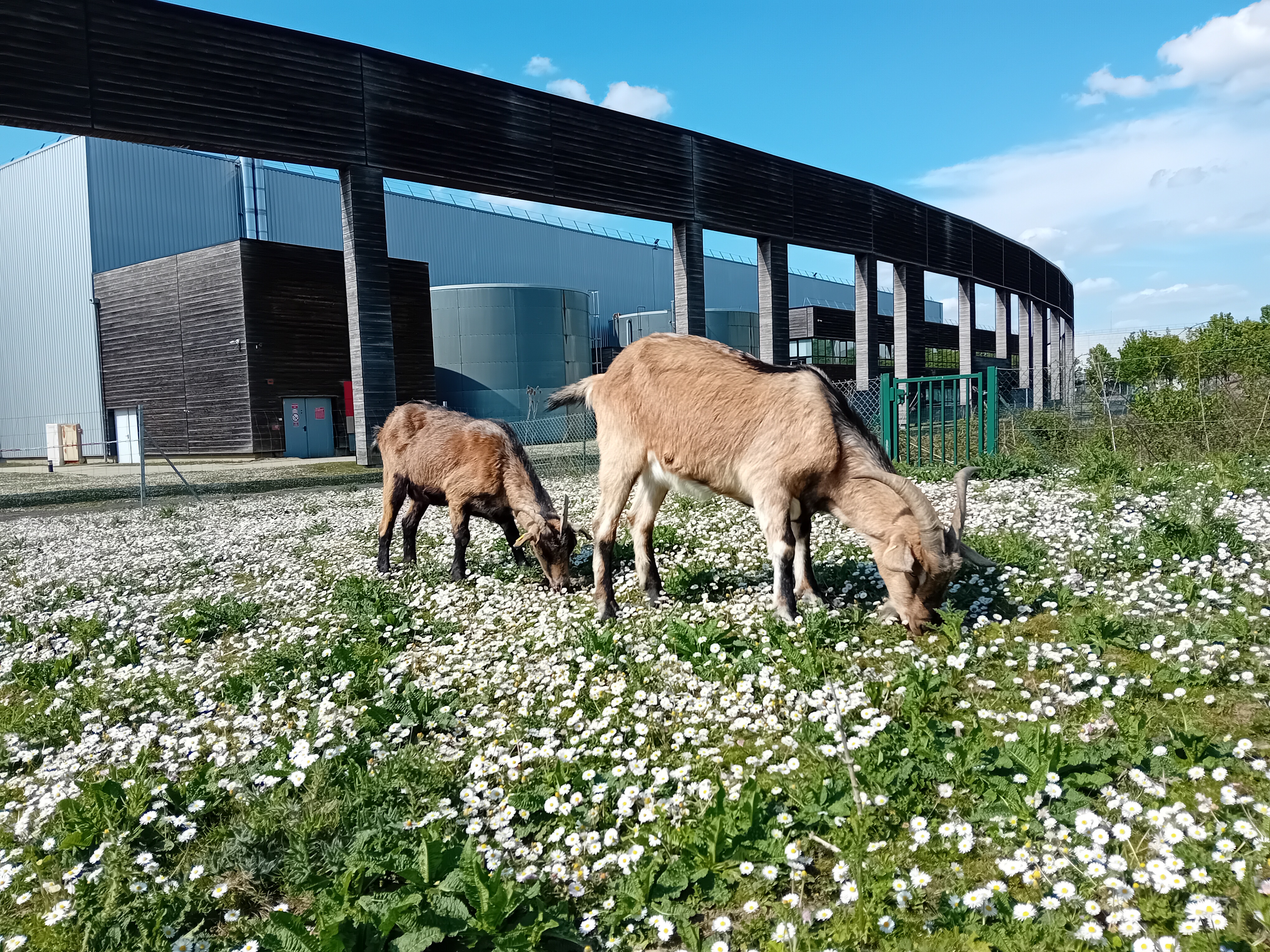 ecopaturage fertilisation