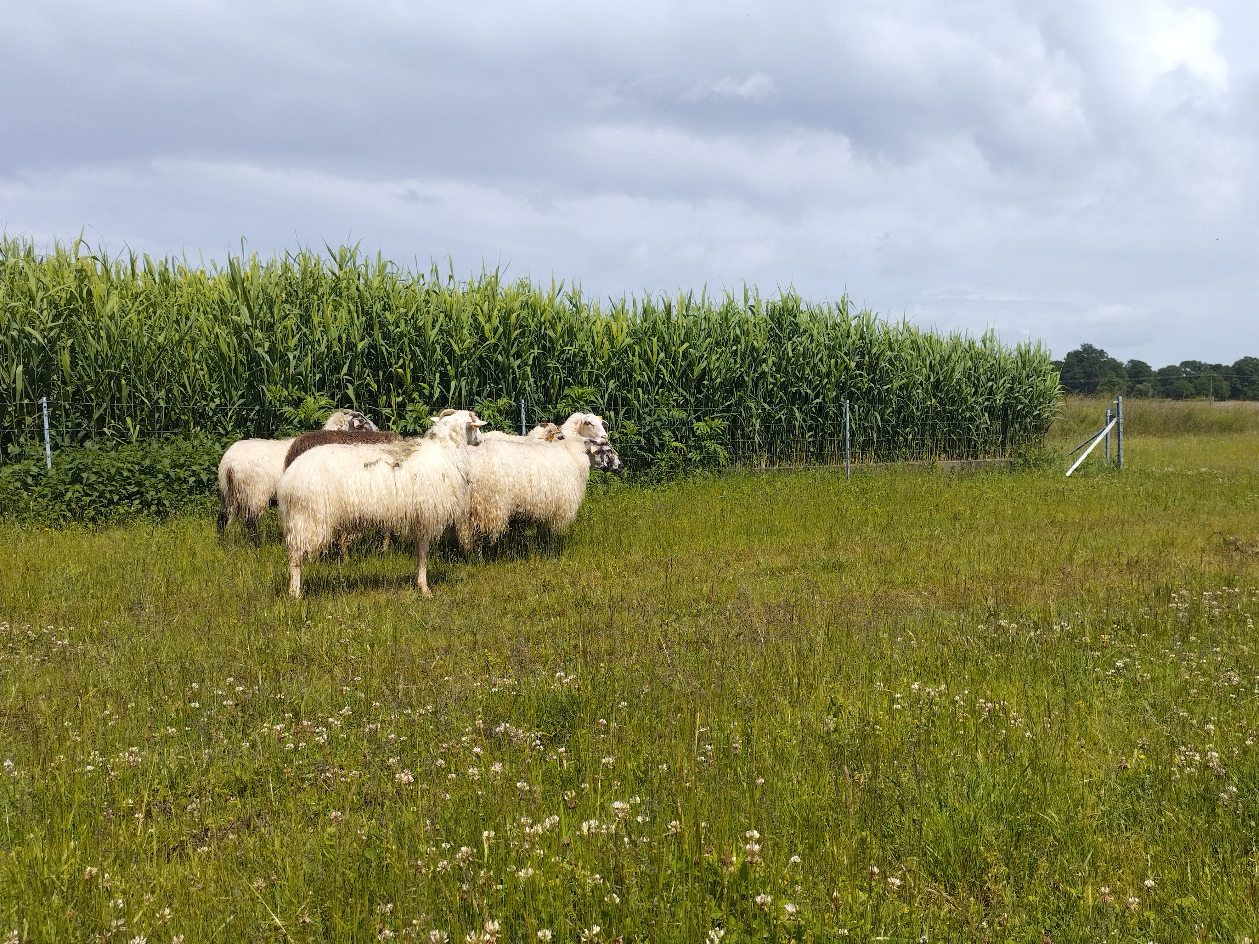 Mouton landais