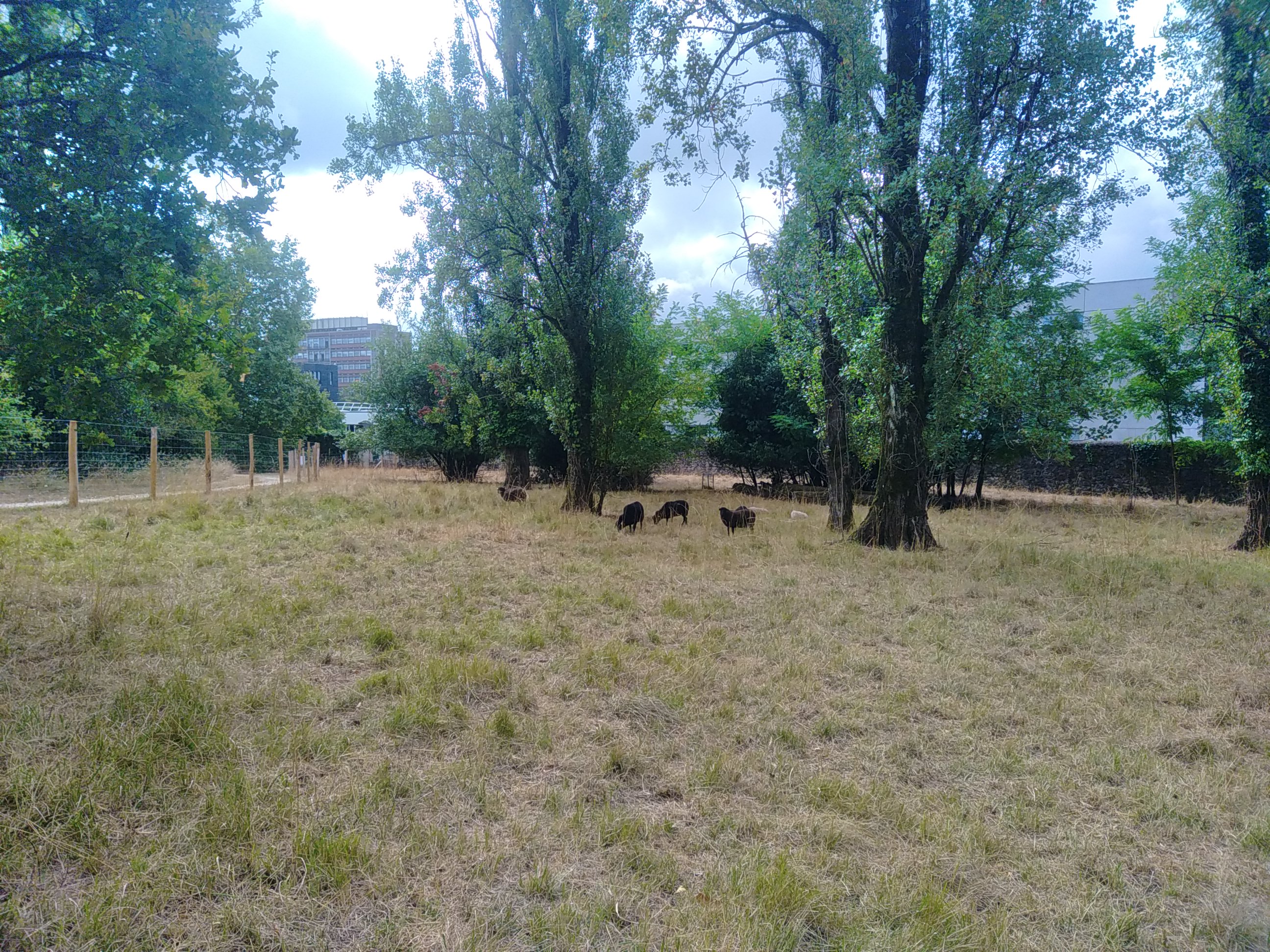 Ecopaturage université bordeaux