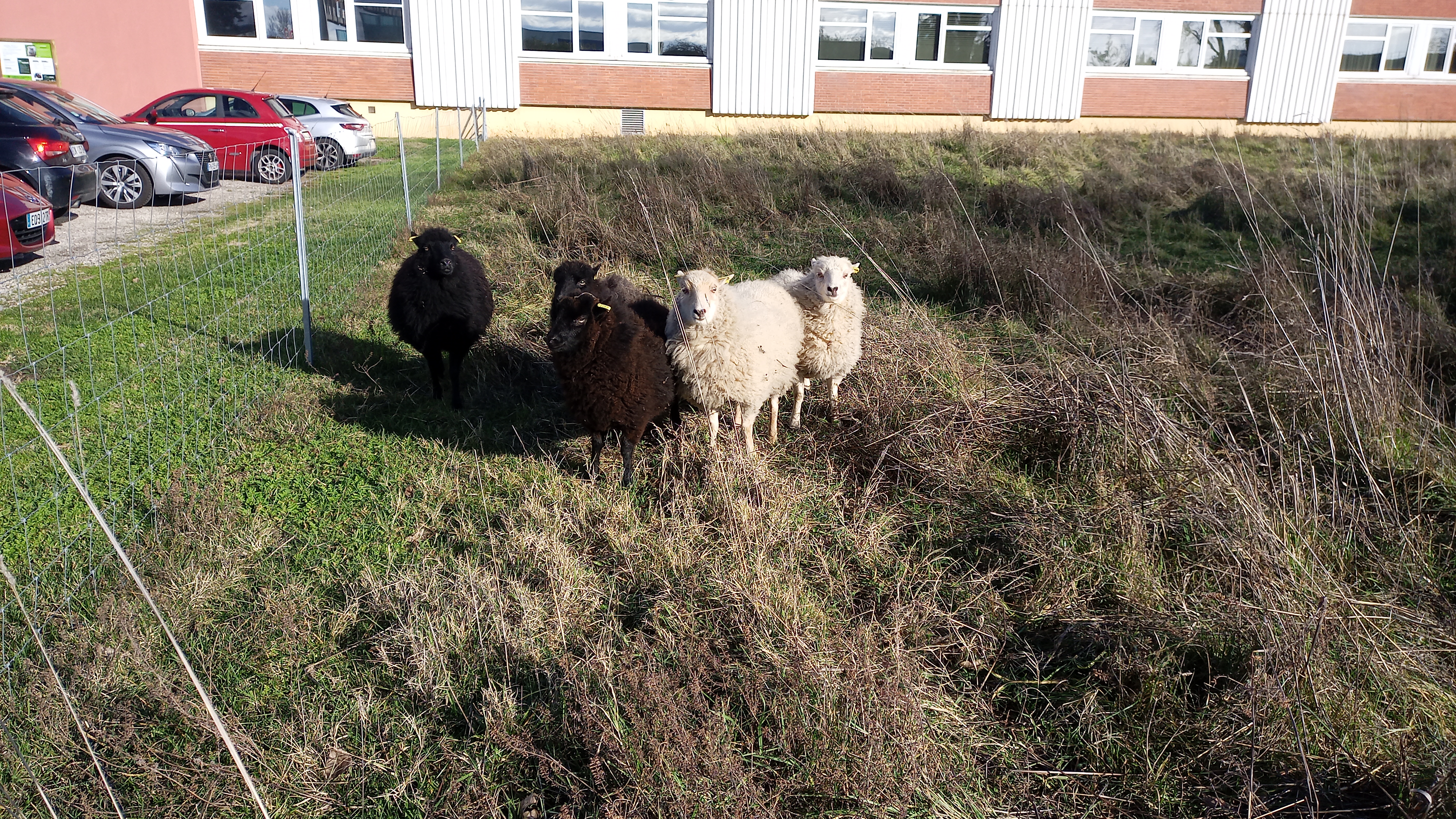 Moutons écopaturage