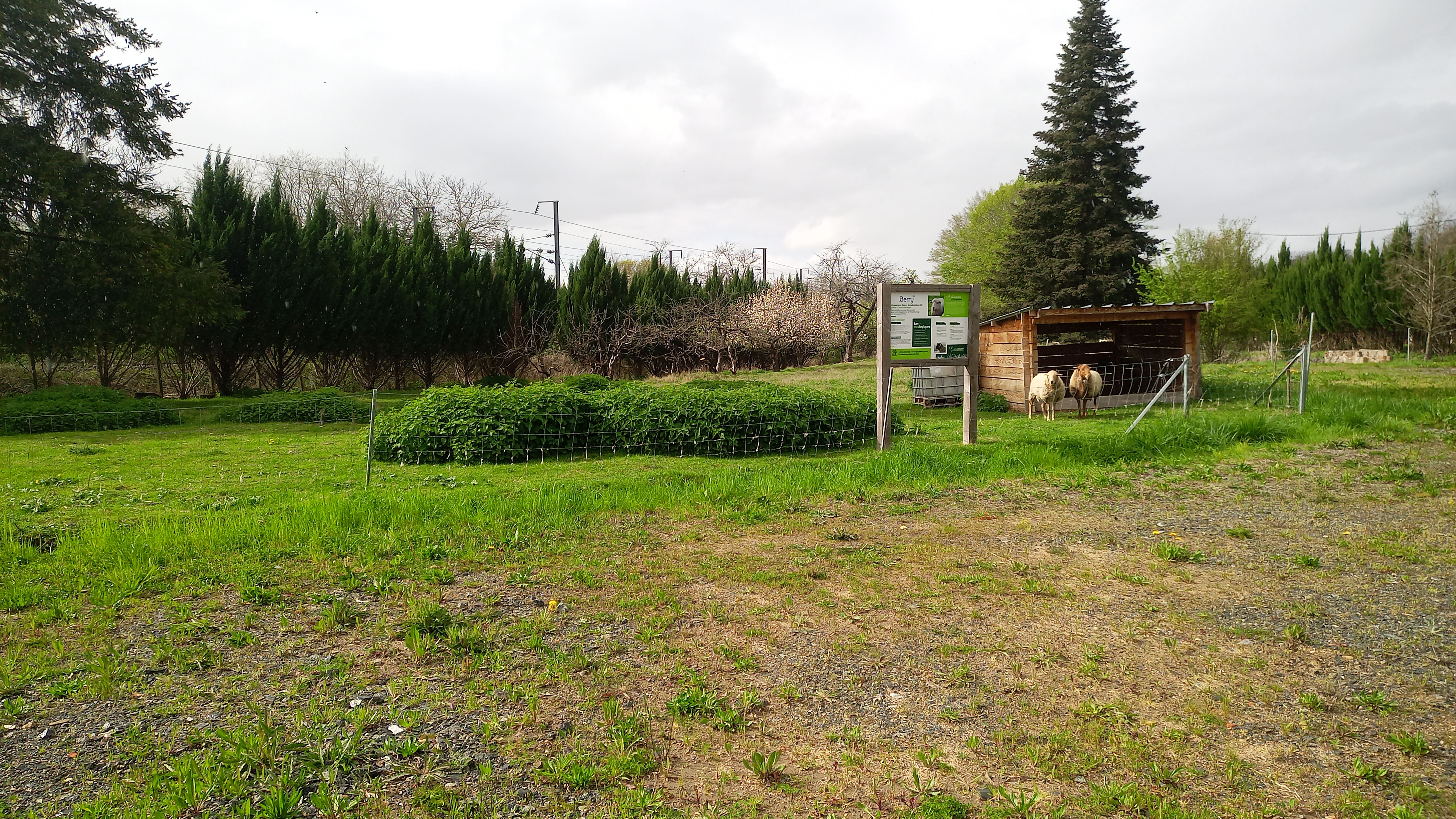 écopaturage moutons