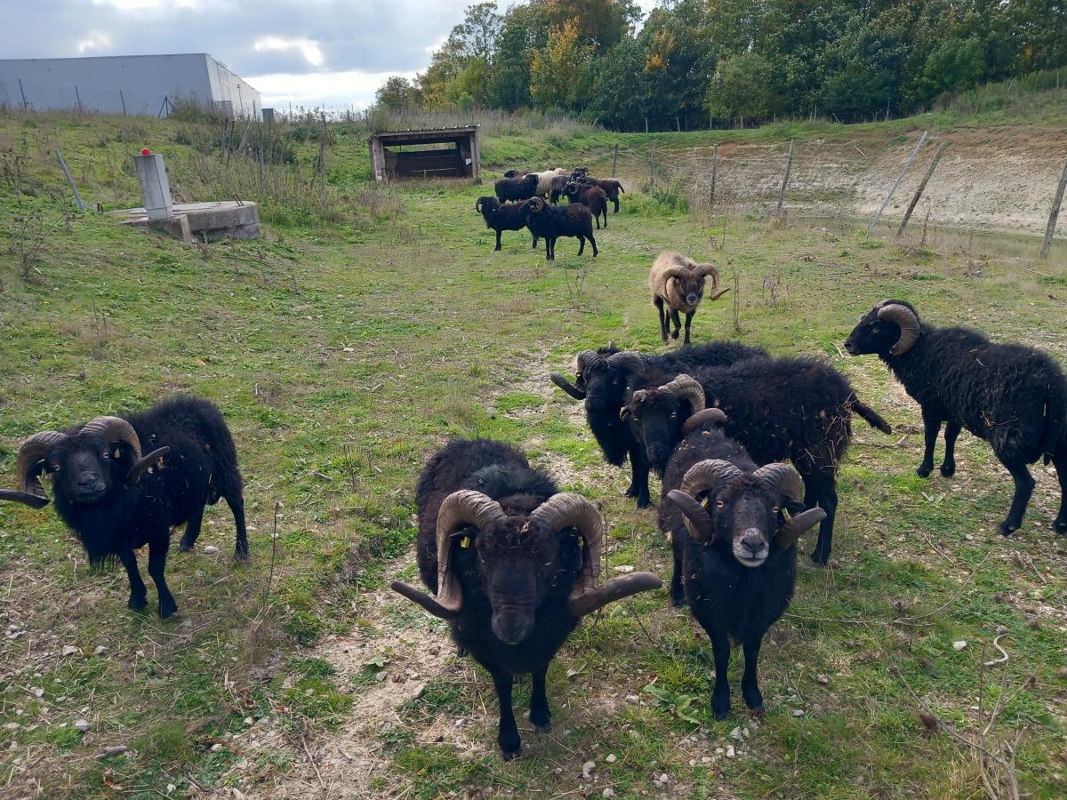 ecopaturage Kuehne + Nagel