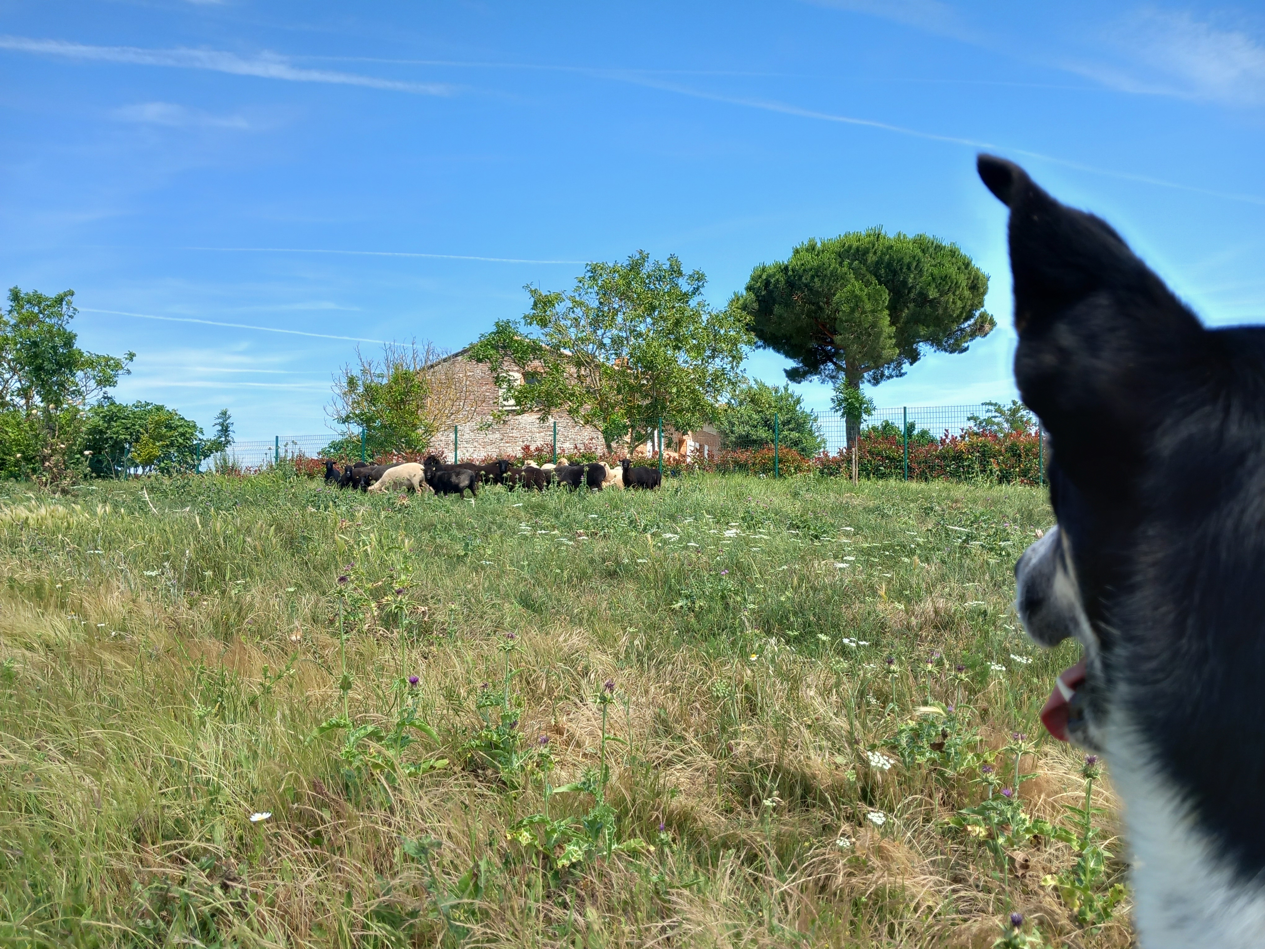ecopaturage toulouse