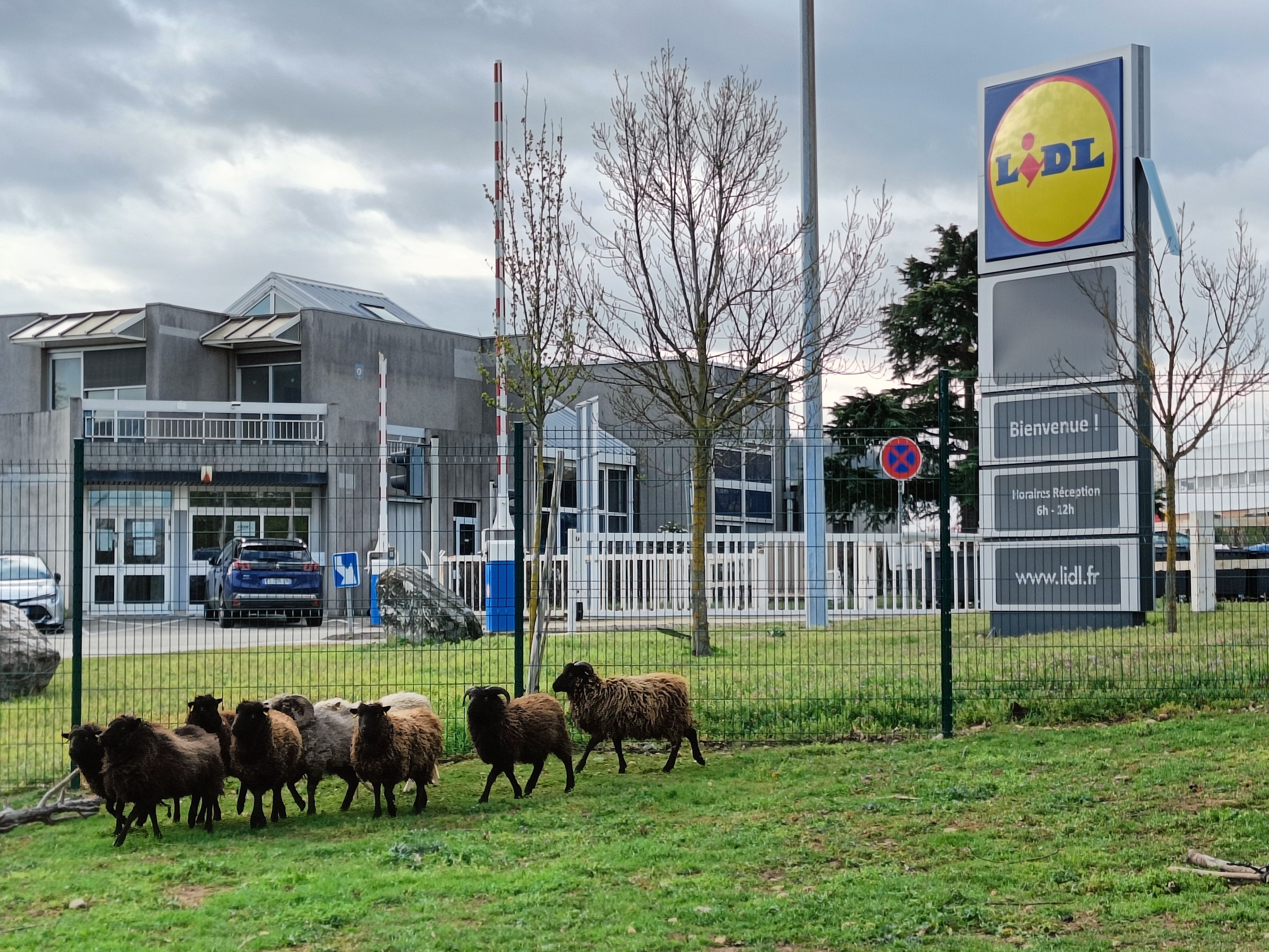 ecomouton ecopaturage lidl