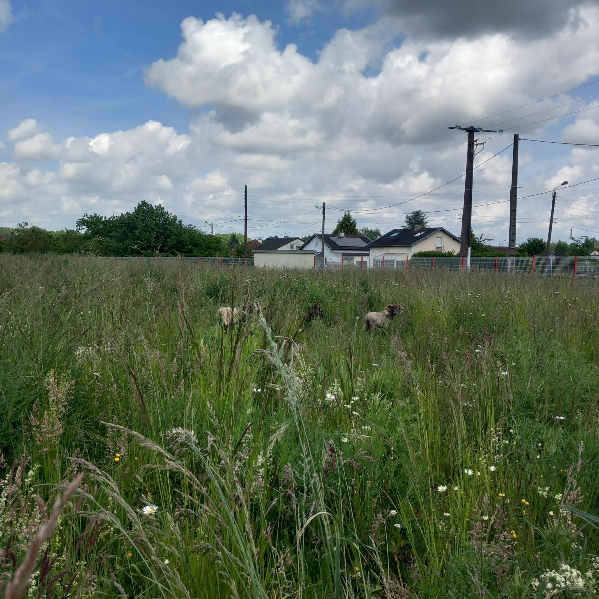 ecopaturage aisne