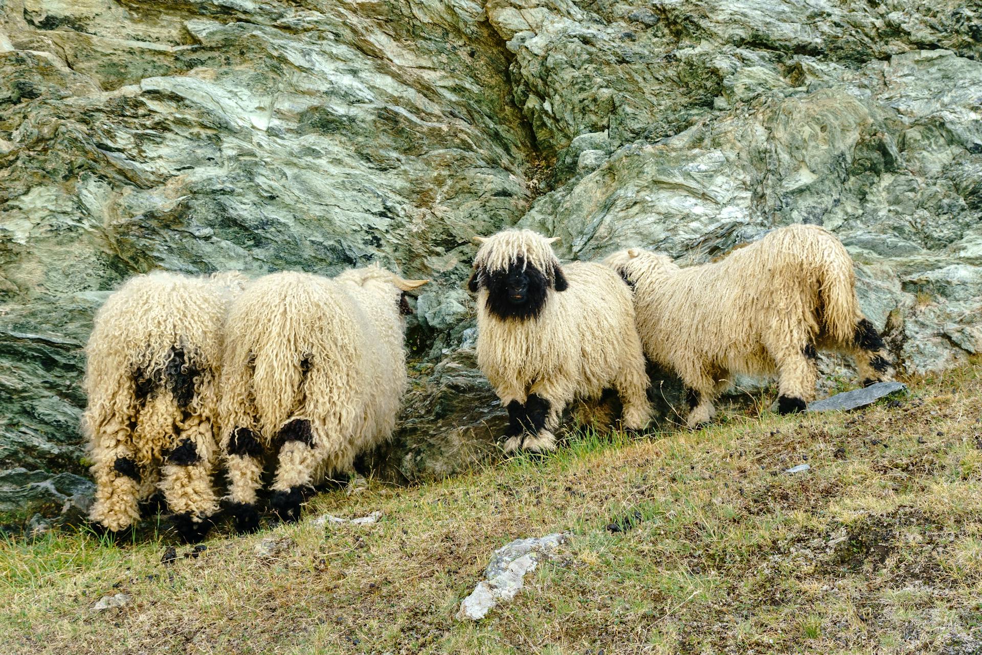 Le Nez Noir du Valais 