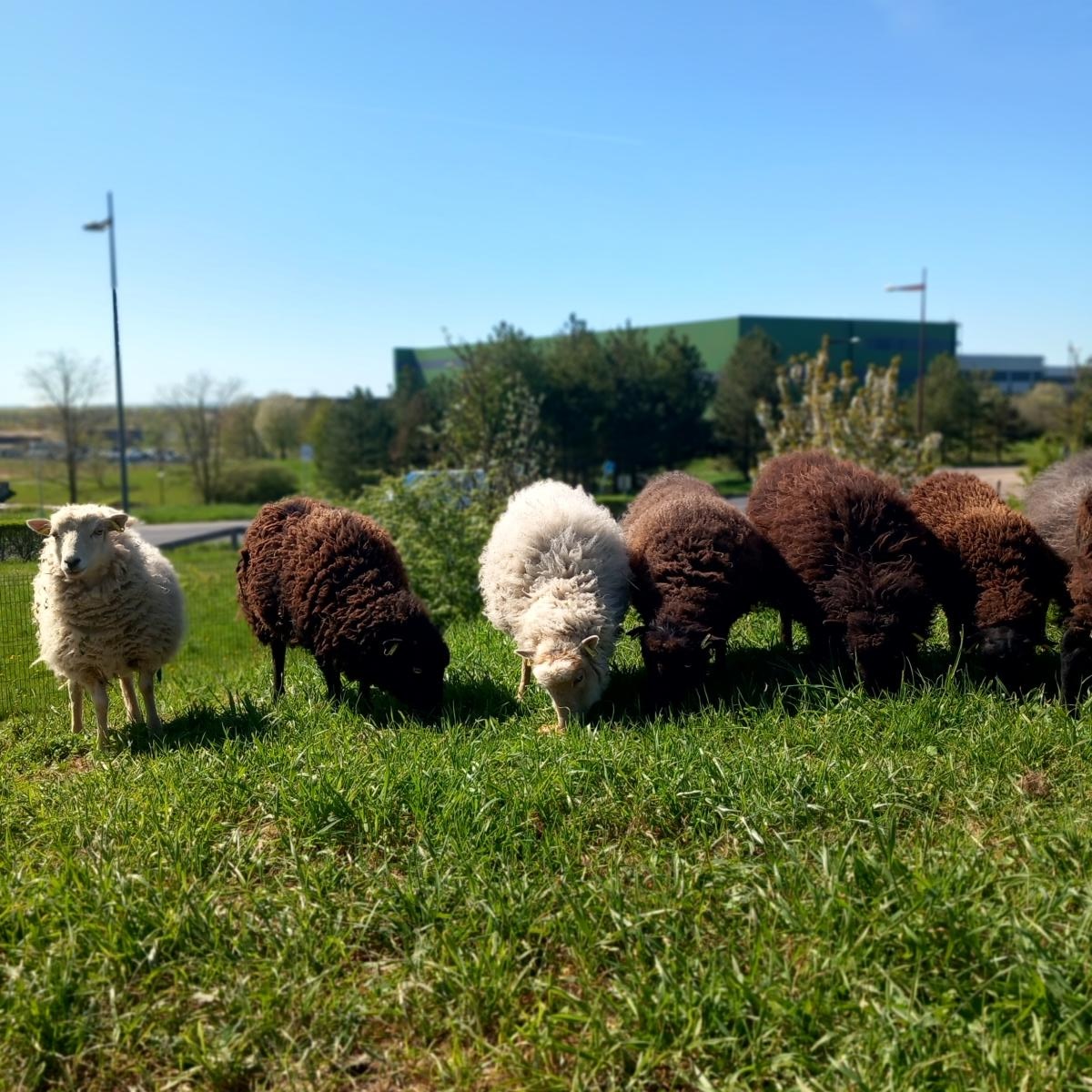 ecopaturage mouton