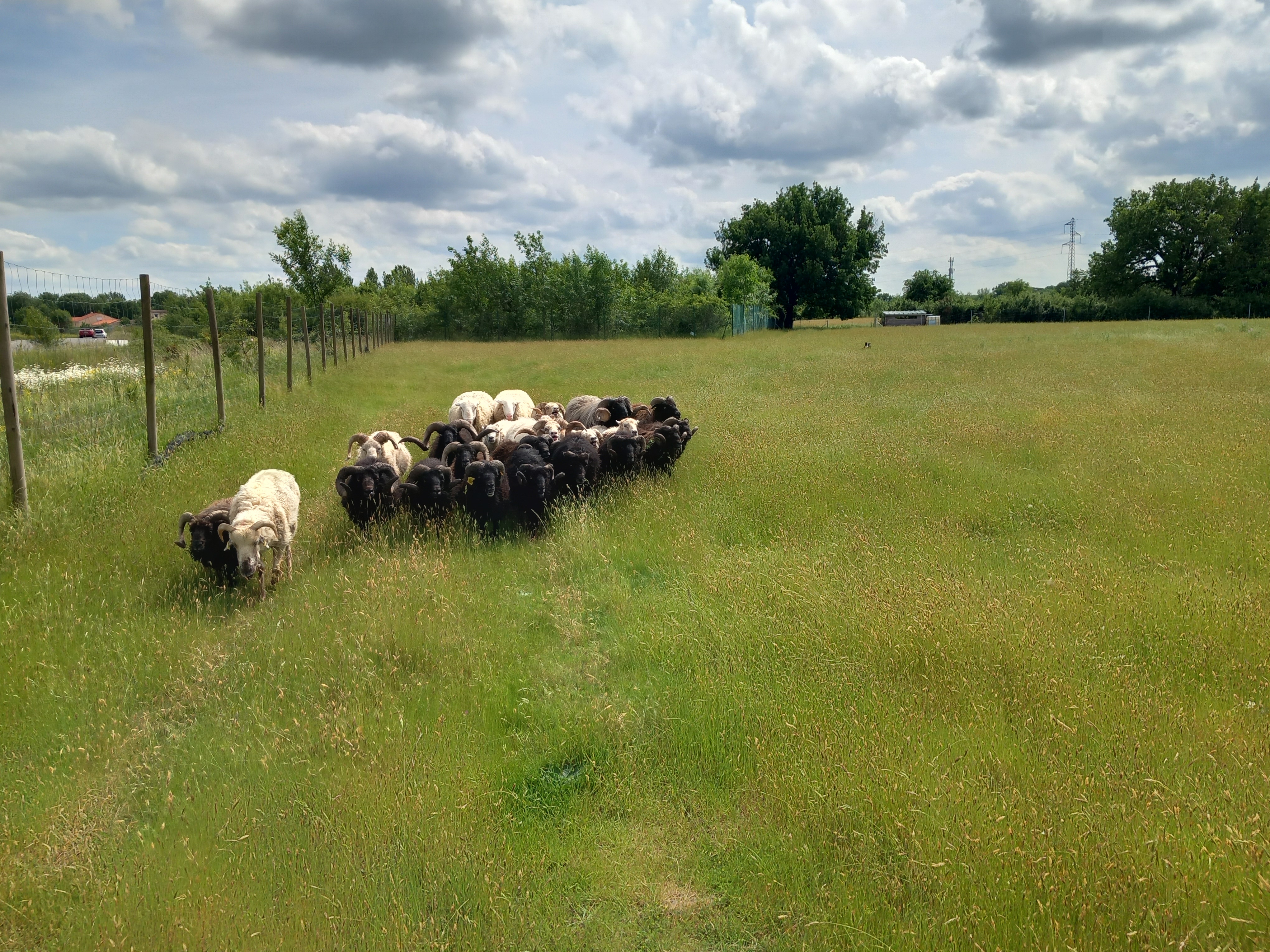 ecopaturage occitanie