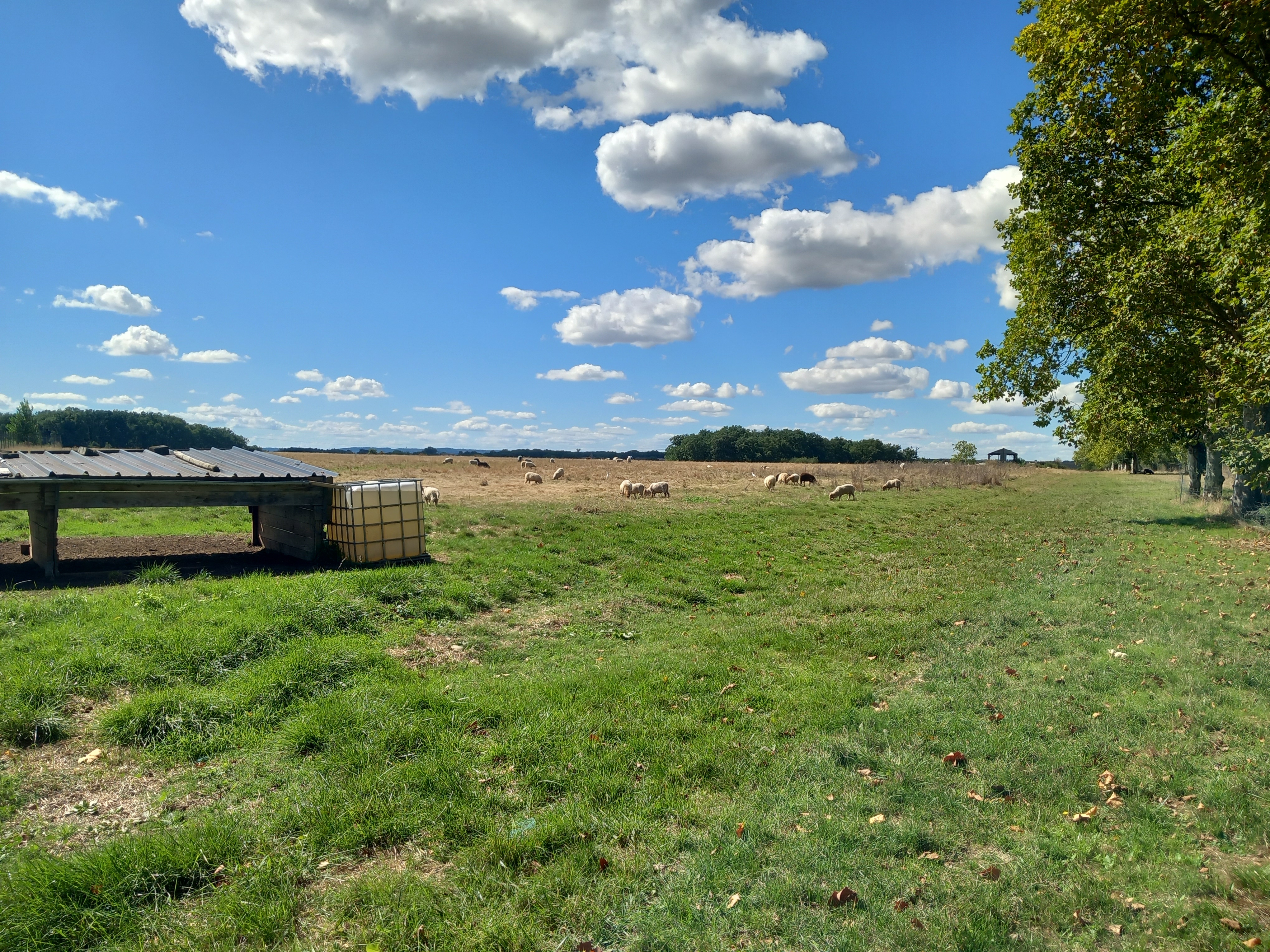 ecopaturage occitanie