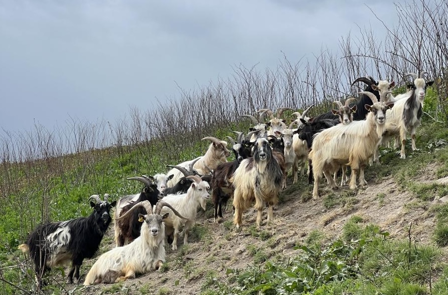 chèvre ecopaturage ile de france