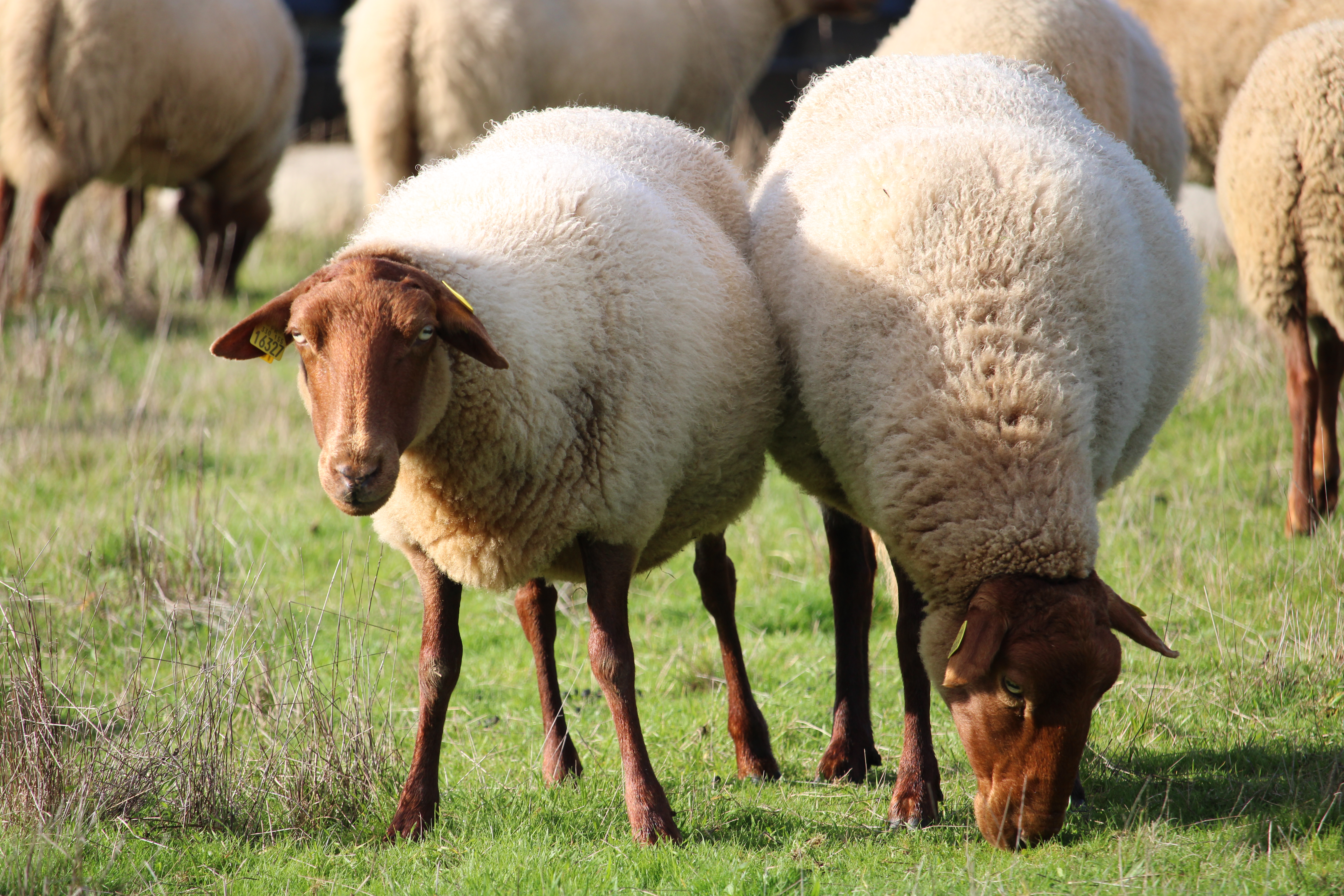 ecopaturage solognot