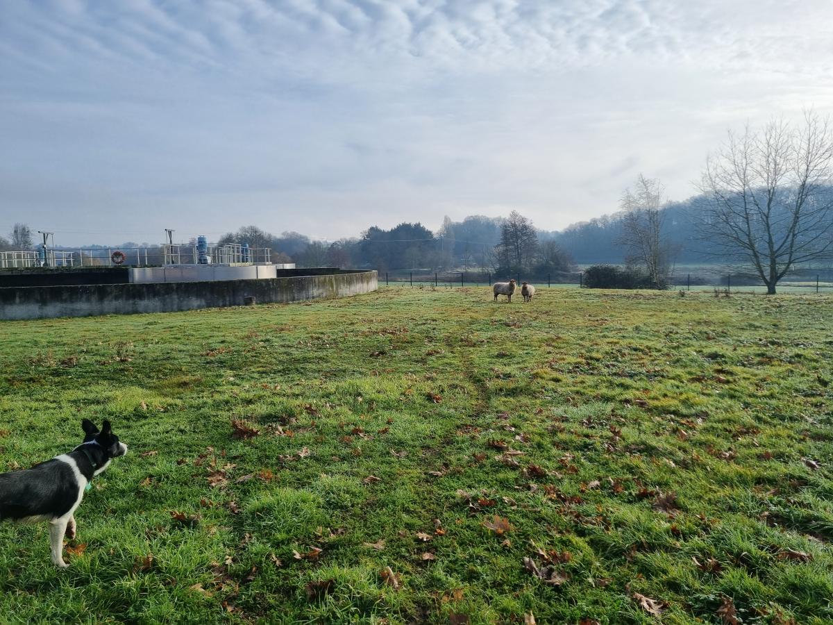 ecopaturage ecomouton