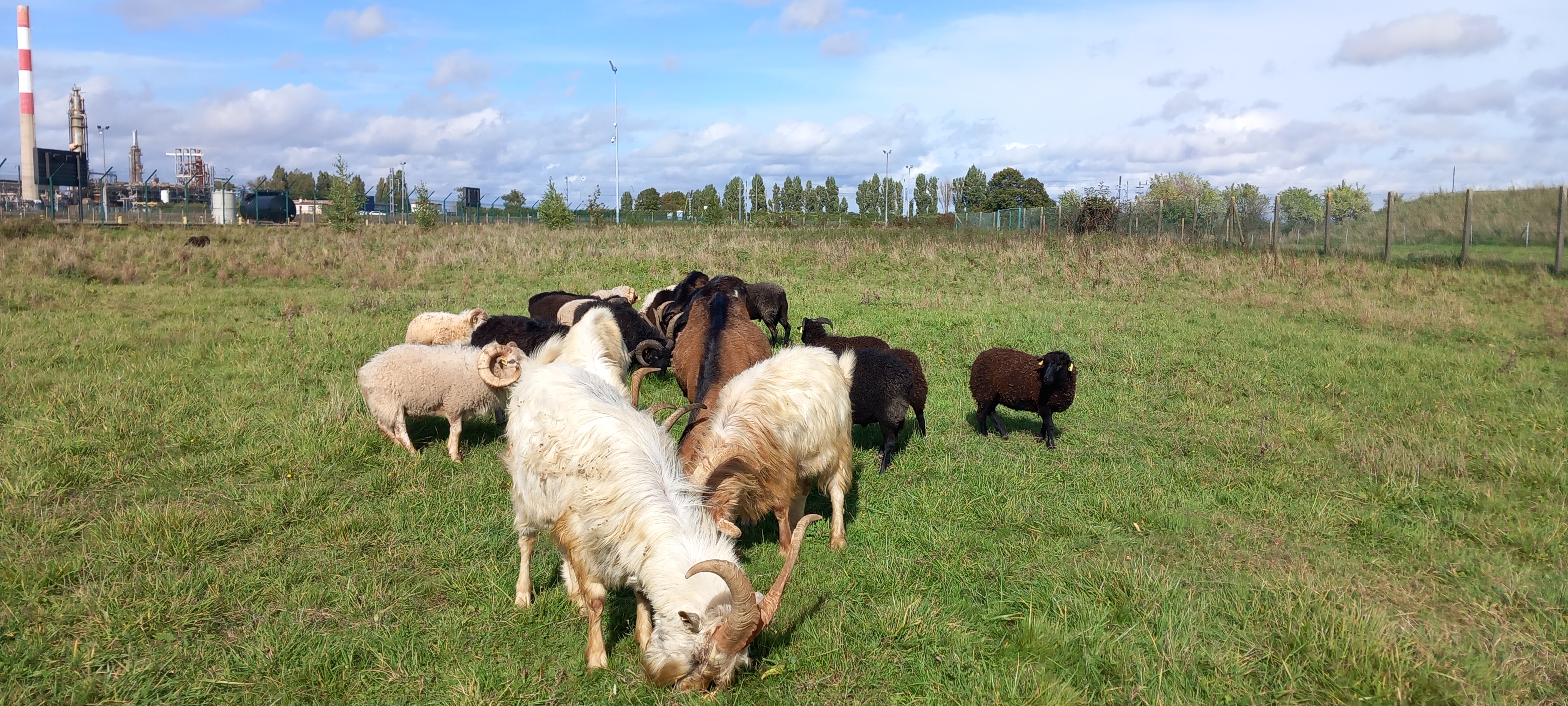 chèvres moutons ecopaturage