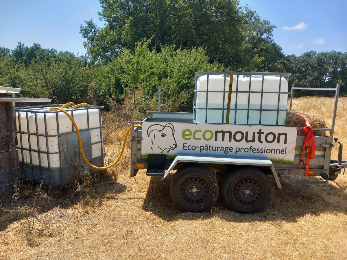 Abreuvoir rempli pour les moutons en écopâturage pendant la canicule