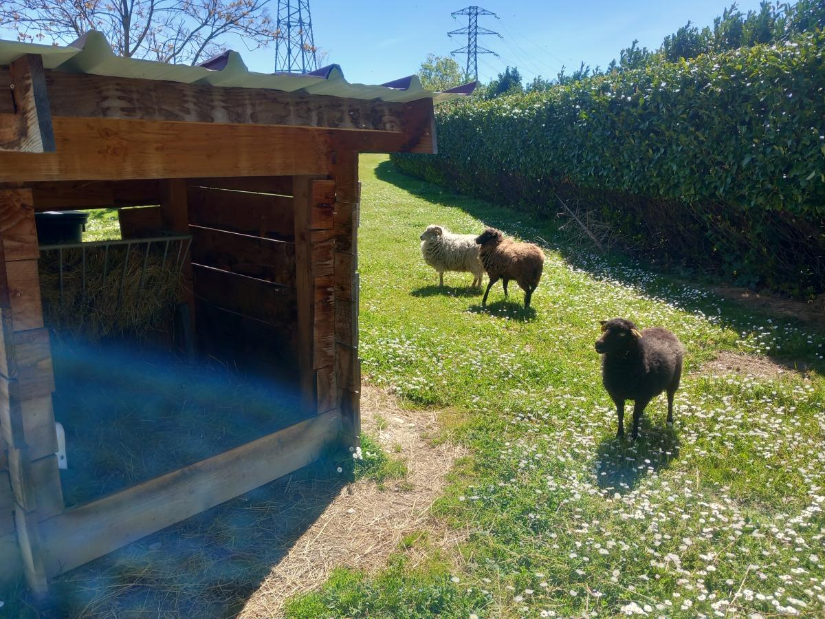 amazon toulouse ecopaturage