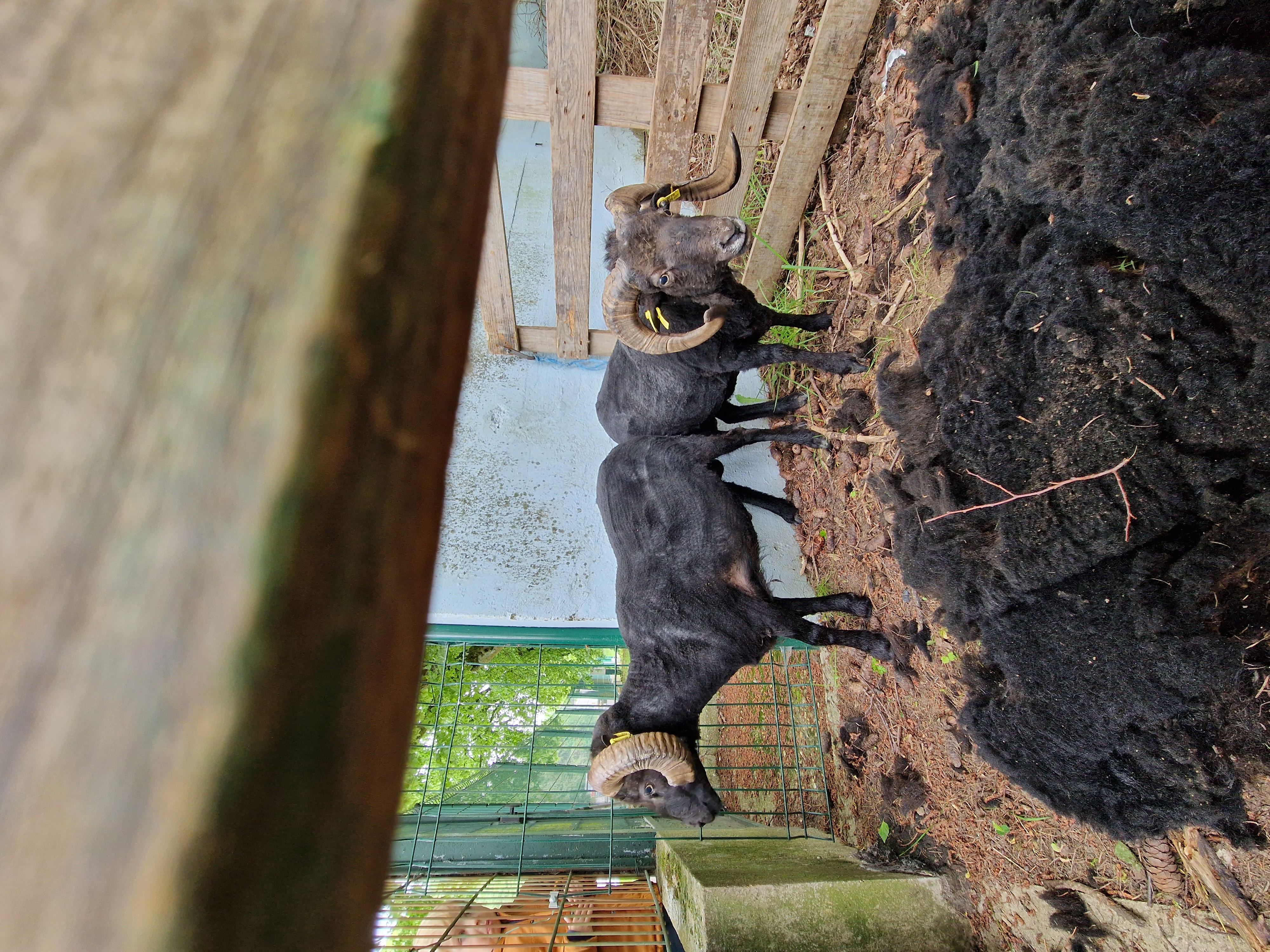 moutons-tonte-laine