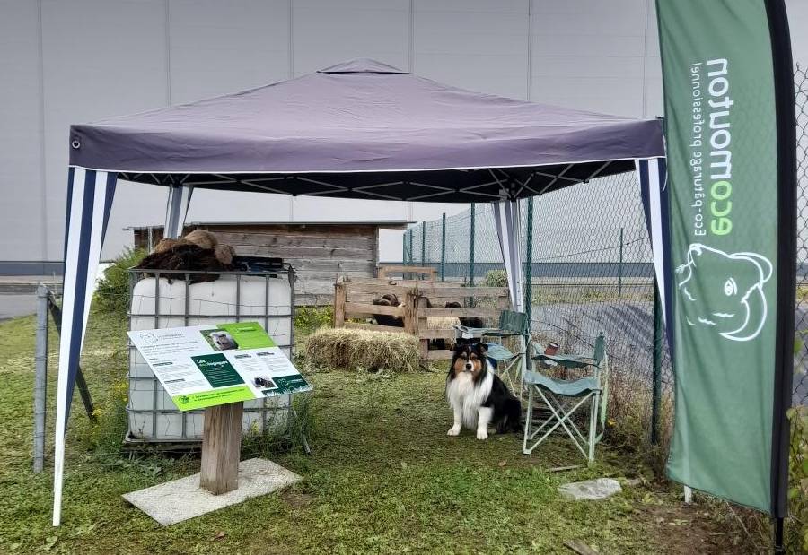 ecopaturage ecomouton