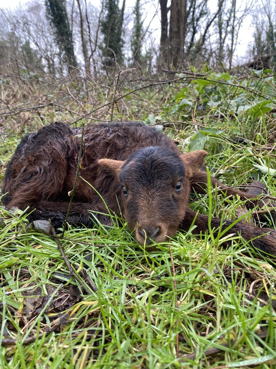 ecopaturage pays de la loire