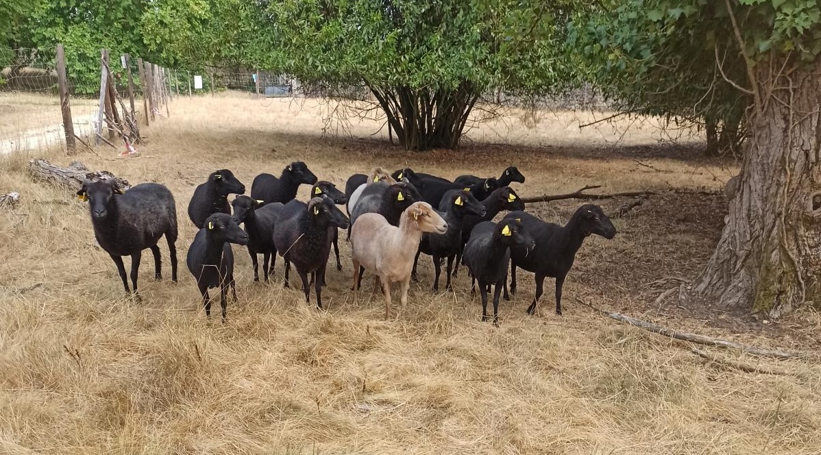 hydratation des moutons en été