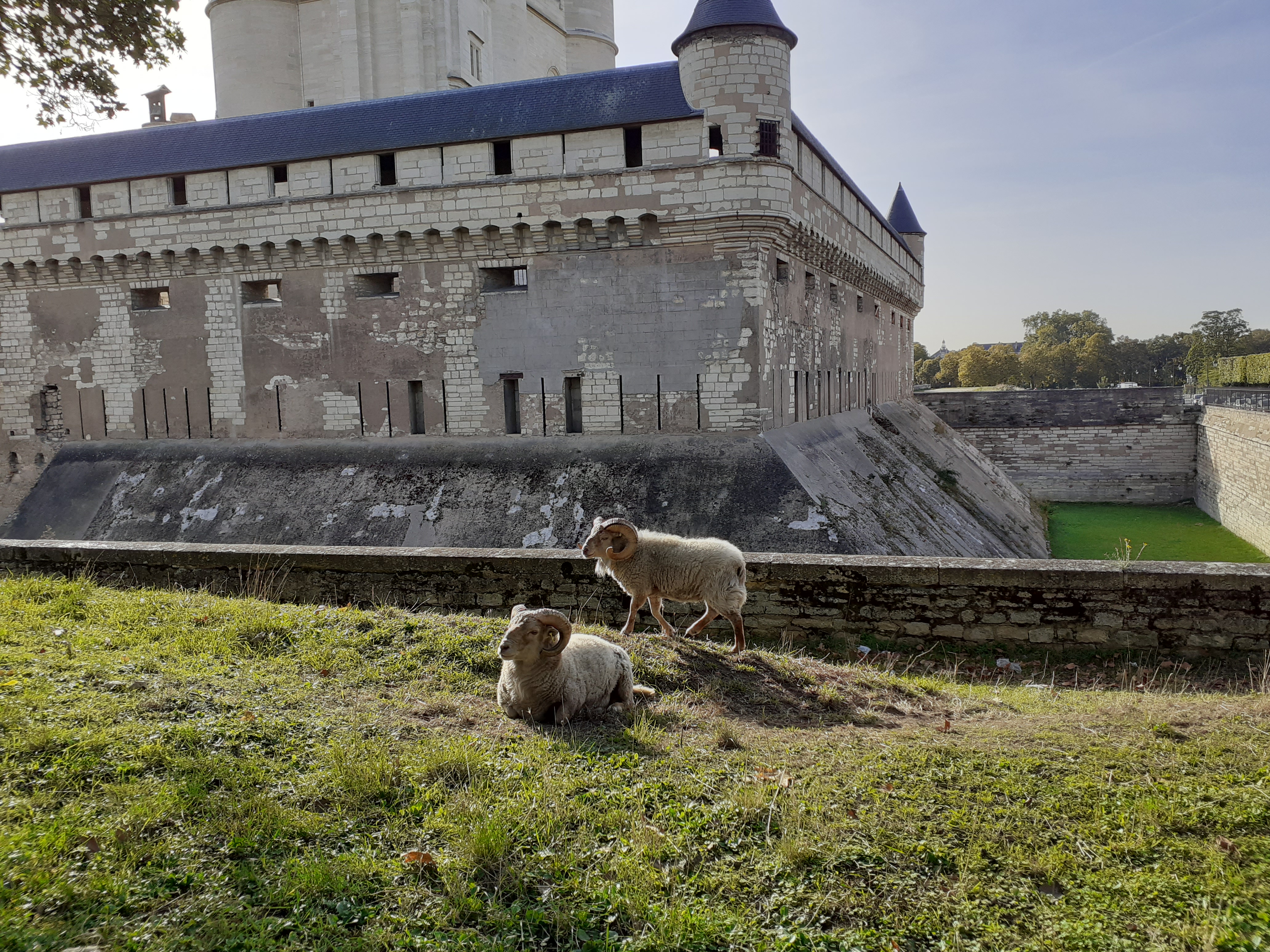 ecopaturage chateau de vincennes ile de france