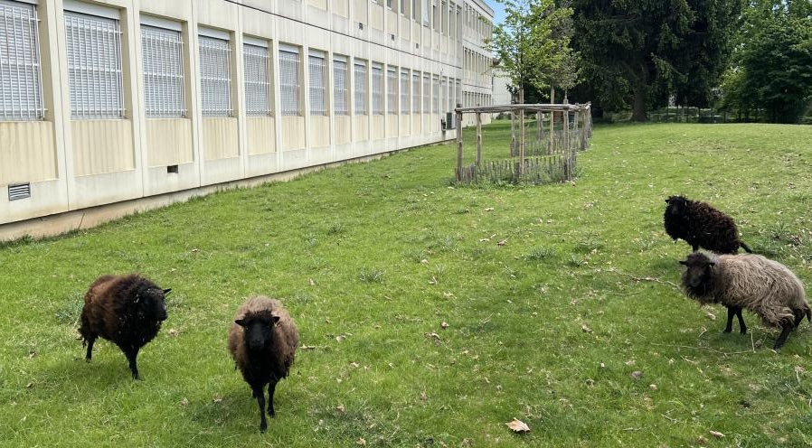 ecopaturage collège IDF