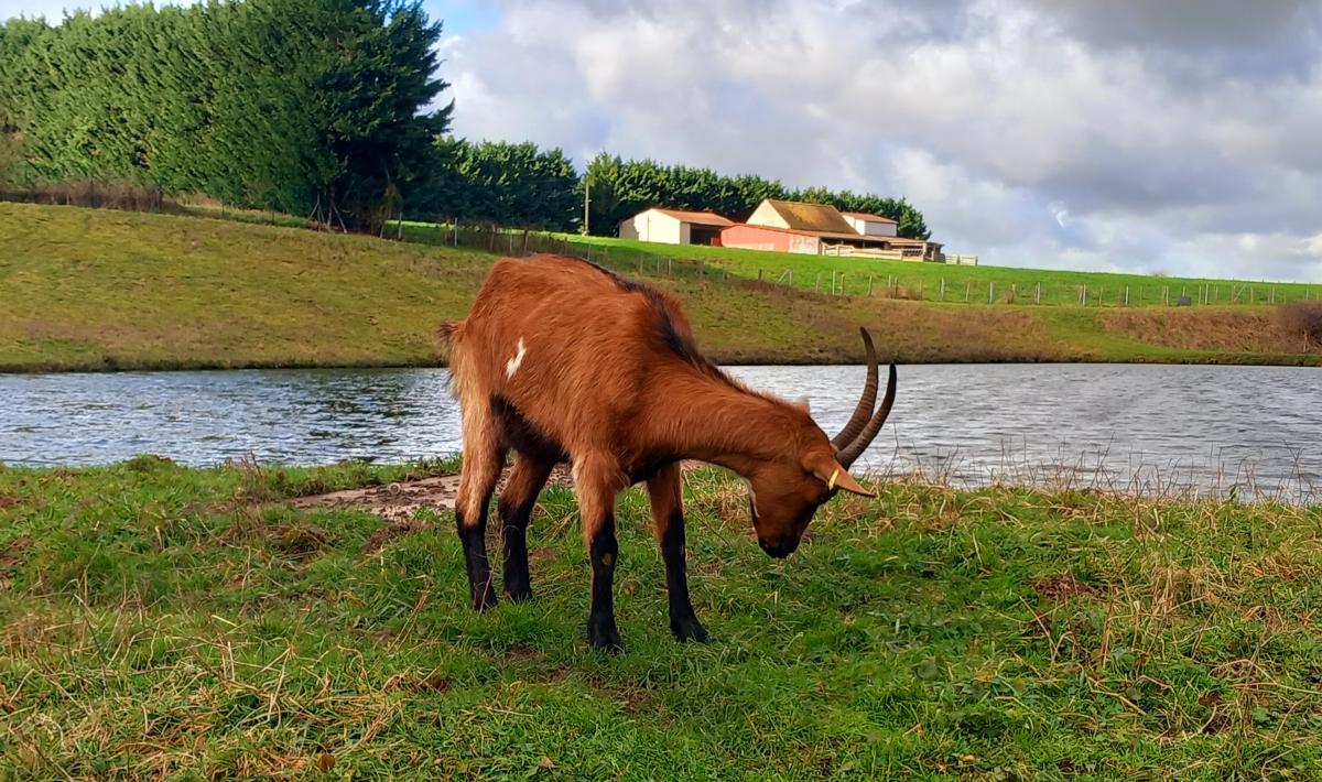 chèvre alpine ecopaturage