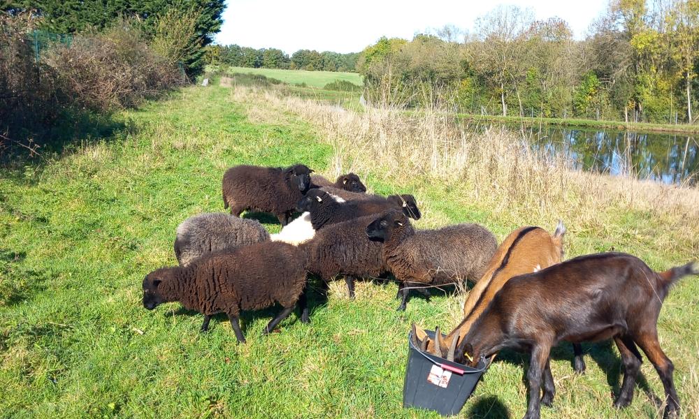 ecopaturage chevre mouton
