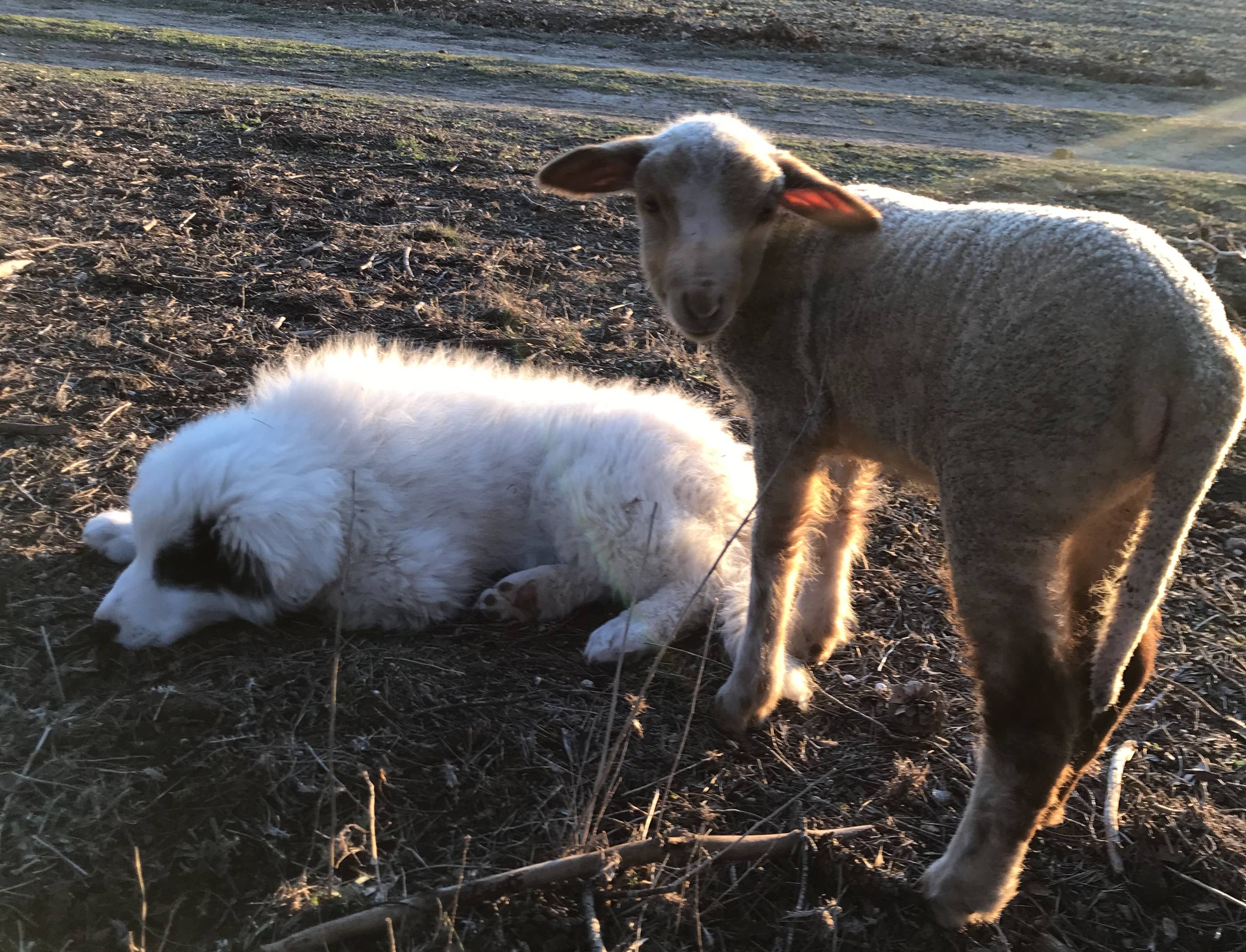 ecopaturage ecomouton