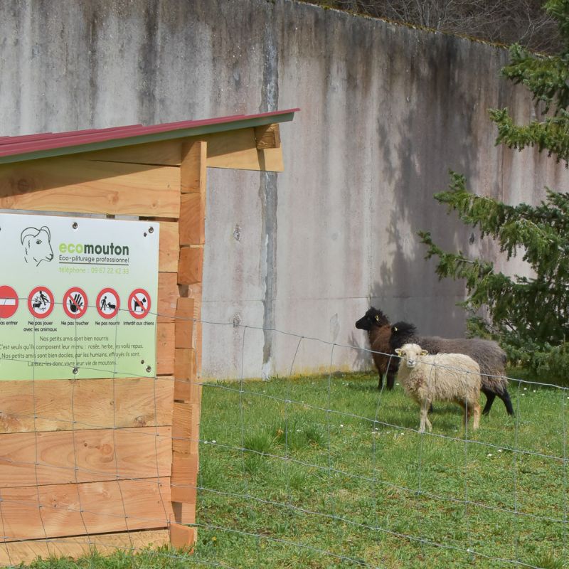 Ecopaturage moutons