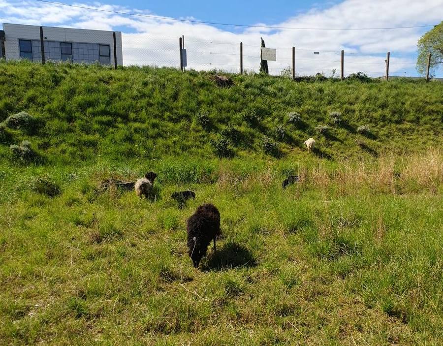 ecopaturage schneider ecomouton