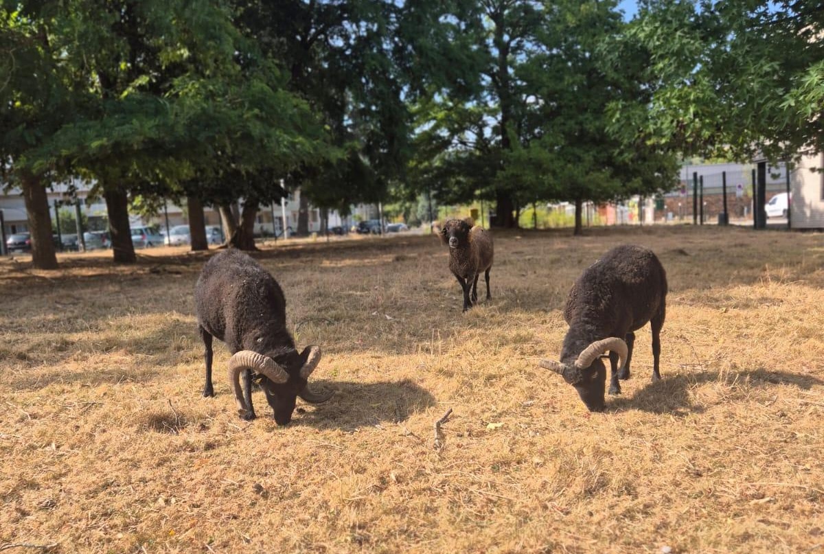 ecopaturage canicule herbe
